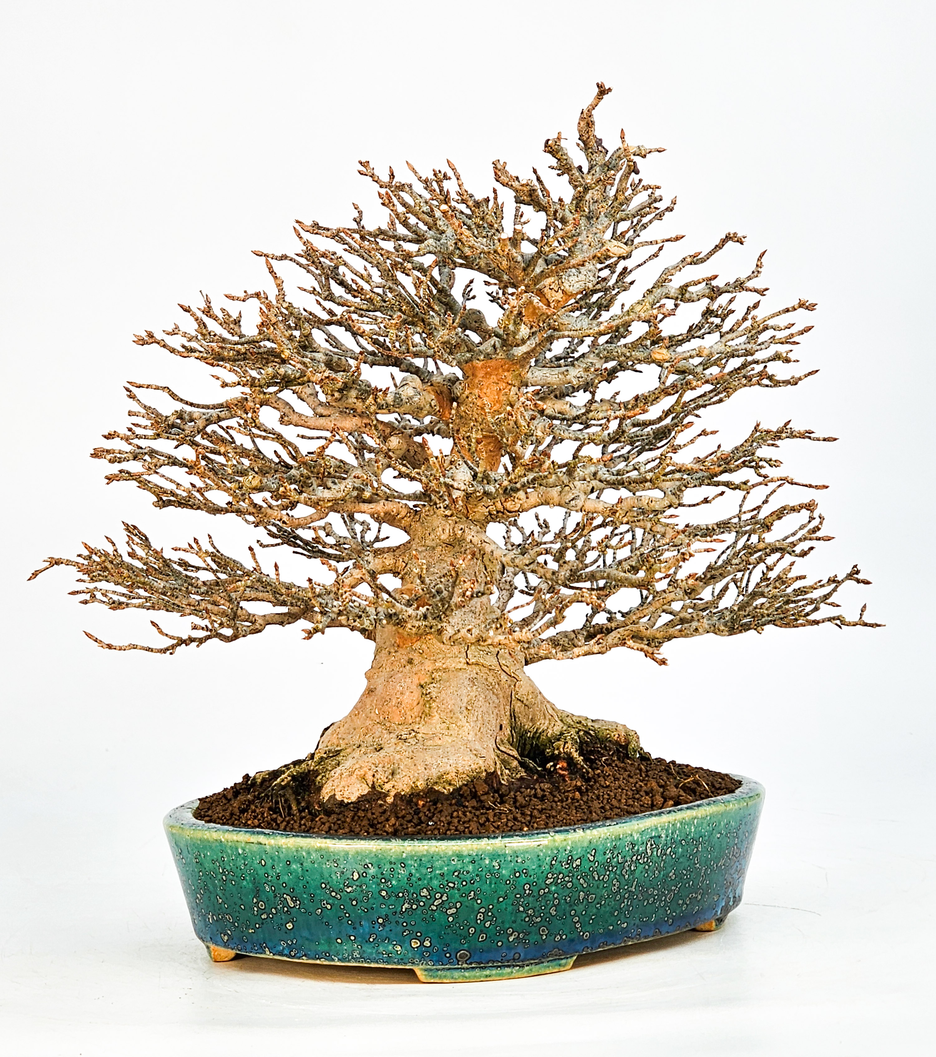 Bonsai Dreispitzahorn - Acer buergerianum 21cm