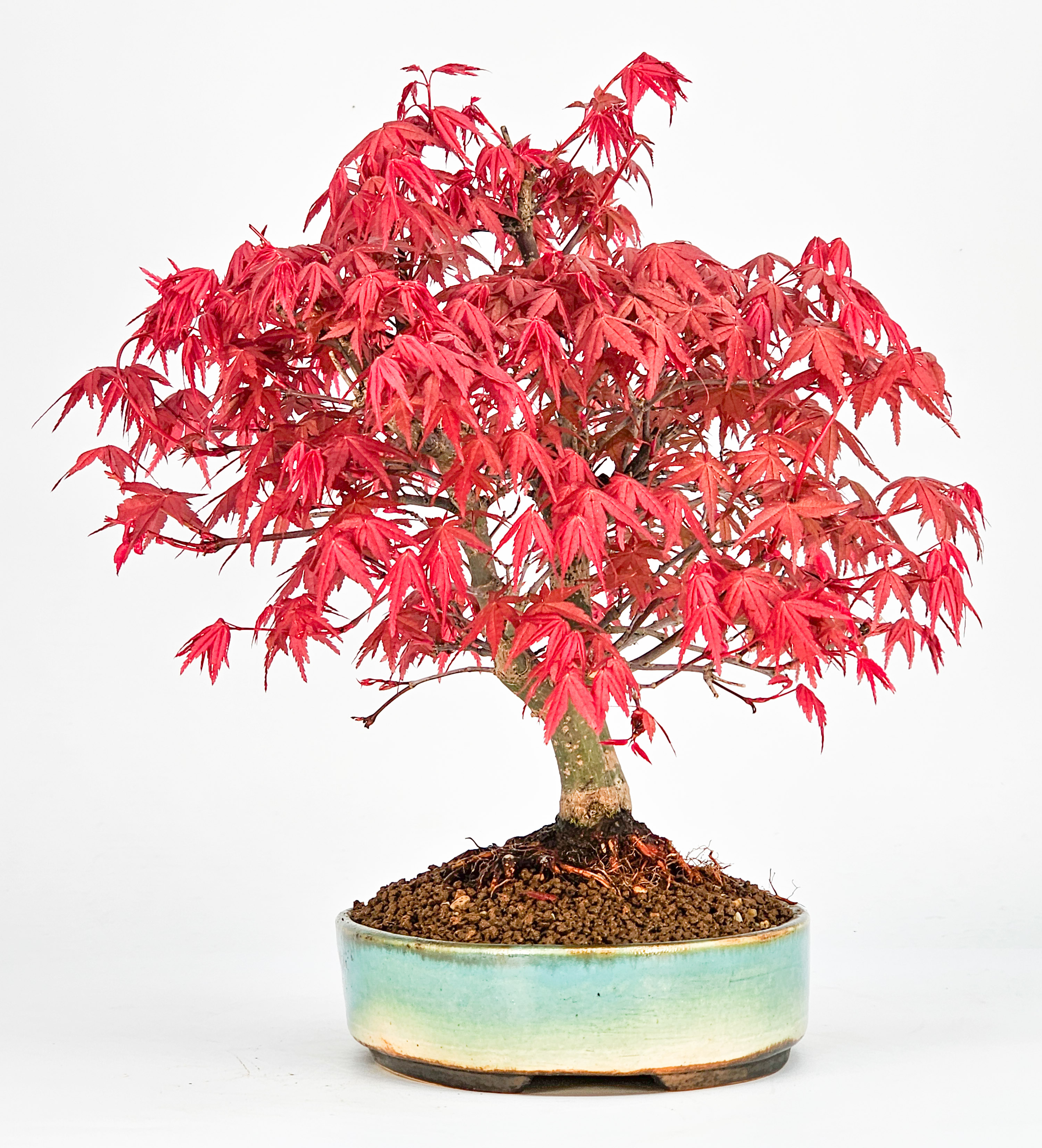 Bonsai Fächerahorn Acer palmatum Deshojo 23cm
