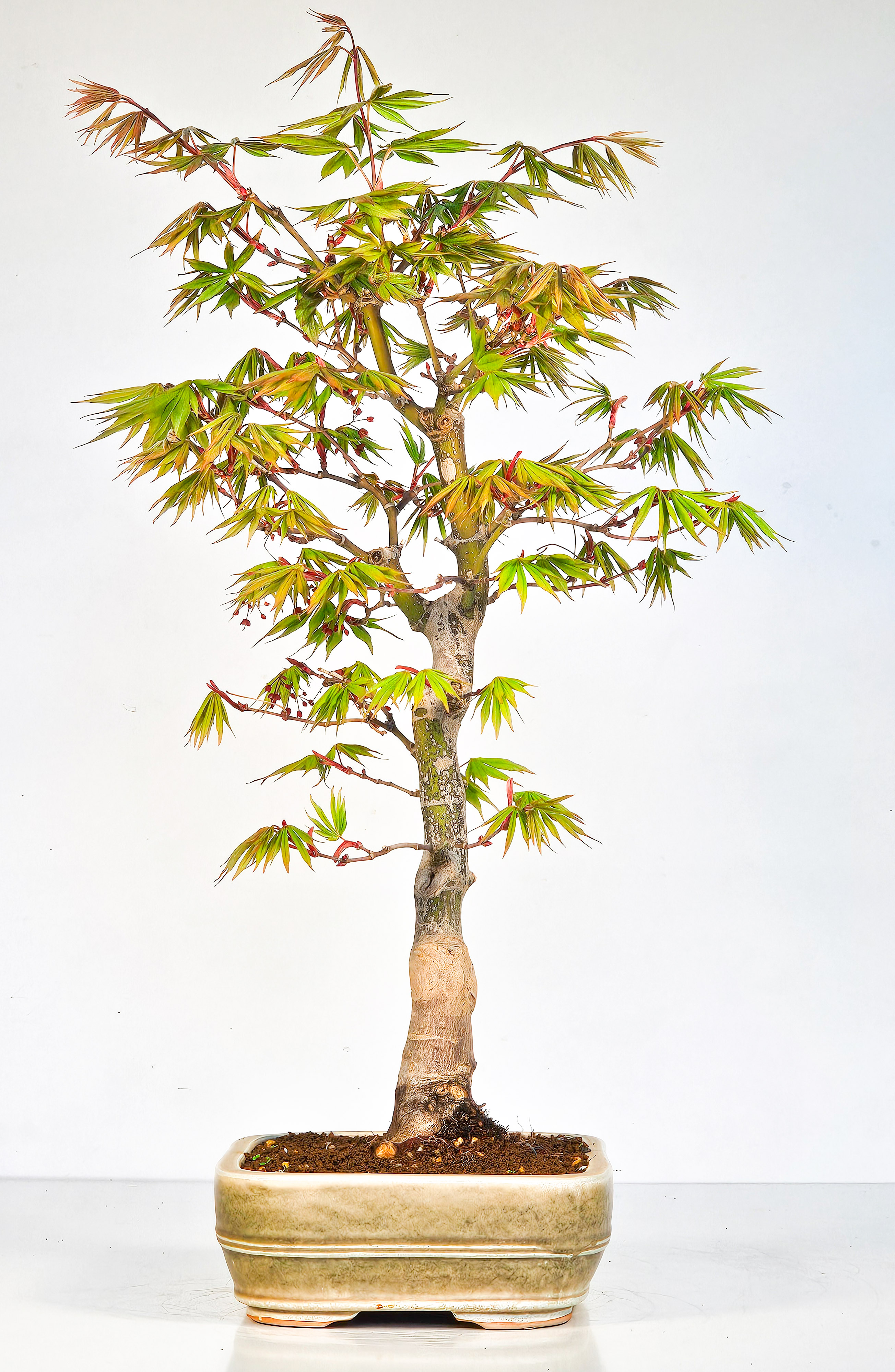 Bonsai Fächerahorn - Acer palmatum Osakazuki 48cm