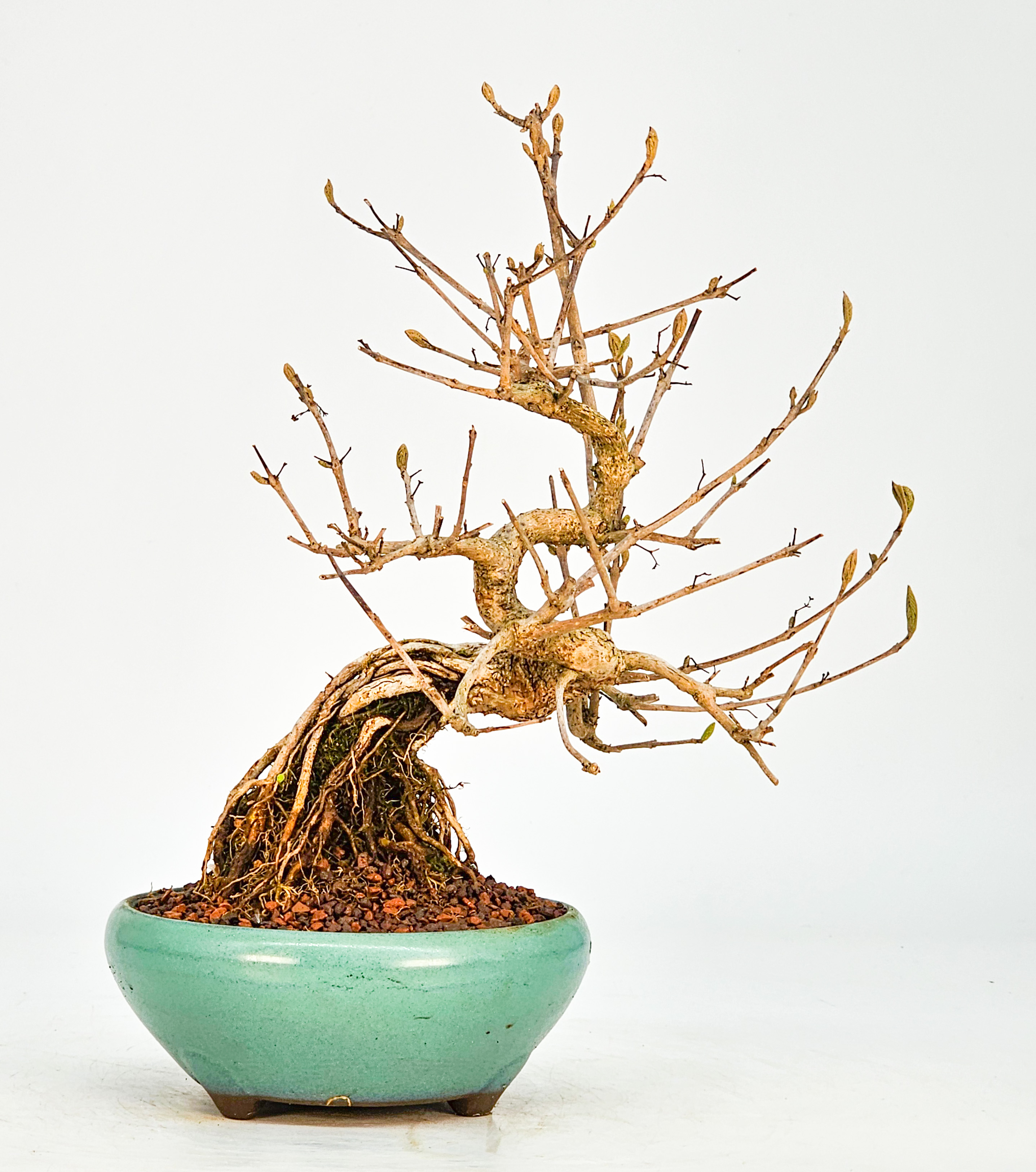 Bonsai Callicarpa japonica - Japanische Schönfrucht 18cm