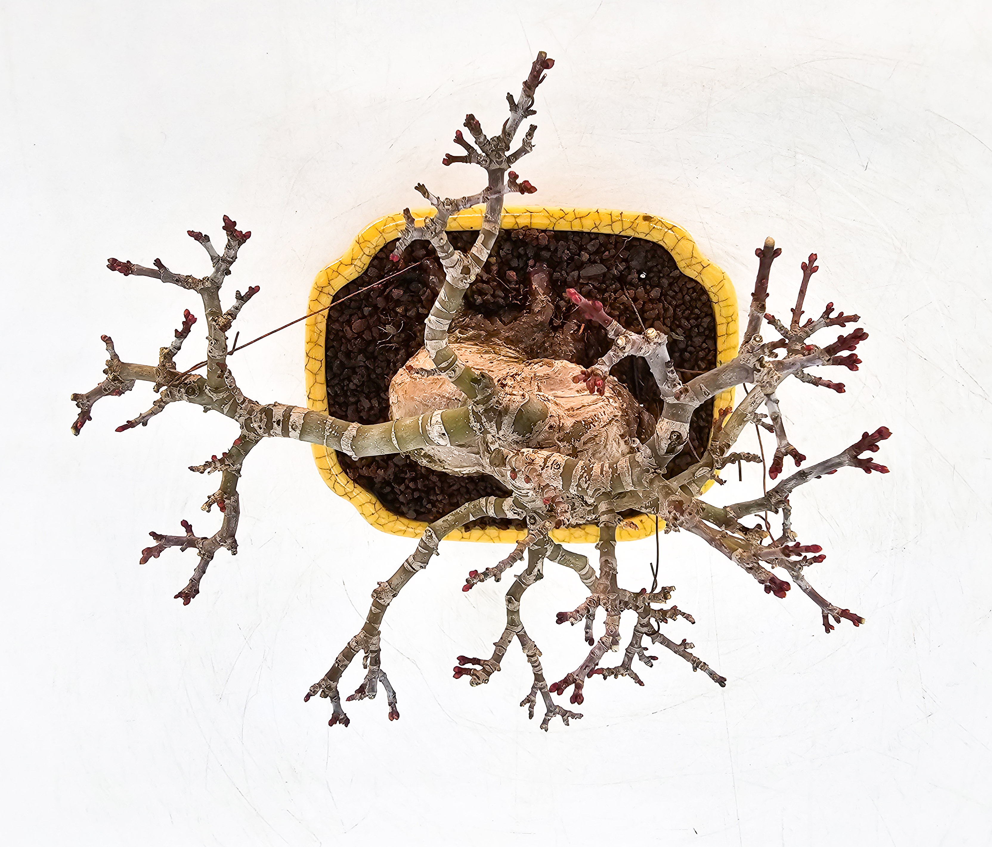 Bonsai Löwenkopfahorn- Acer palmatum Shishigashira Shohin 12cm