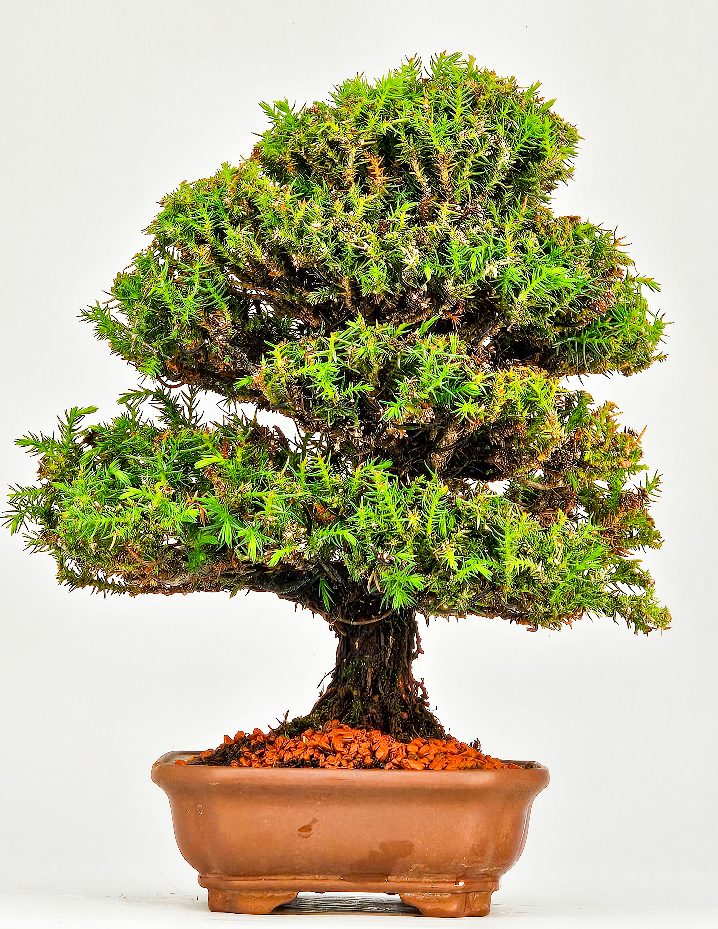 Bonsai Sicheltanne Cryptomeria Japonica Shohin 21cm