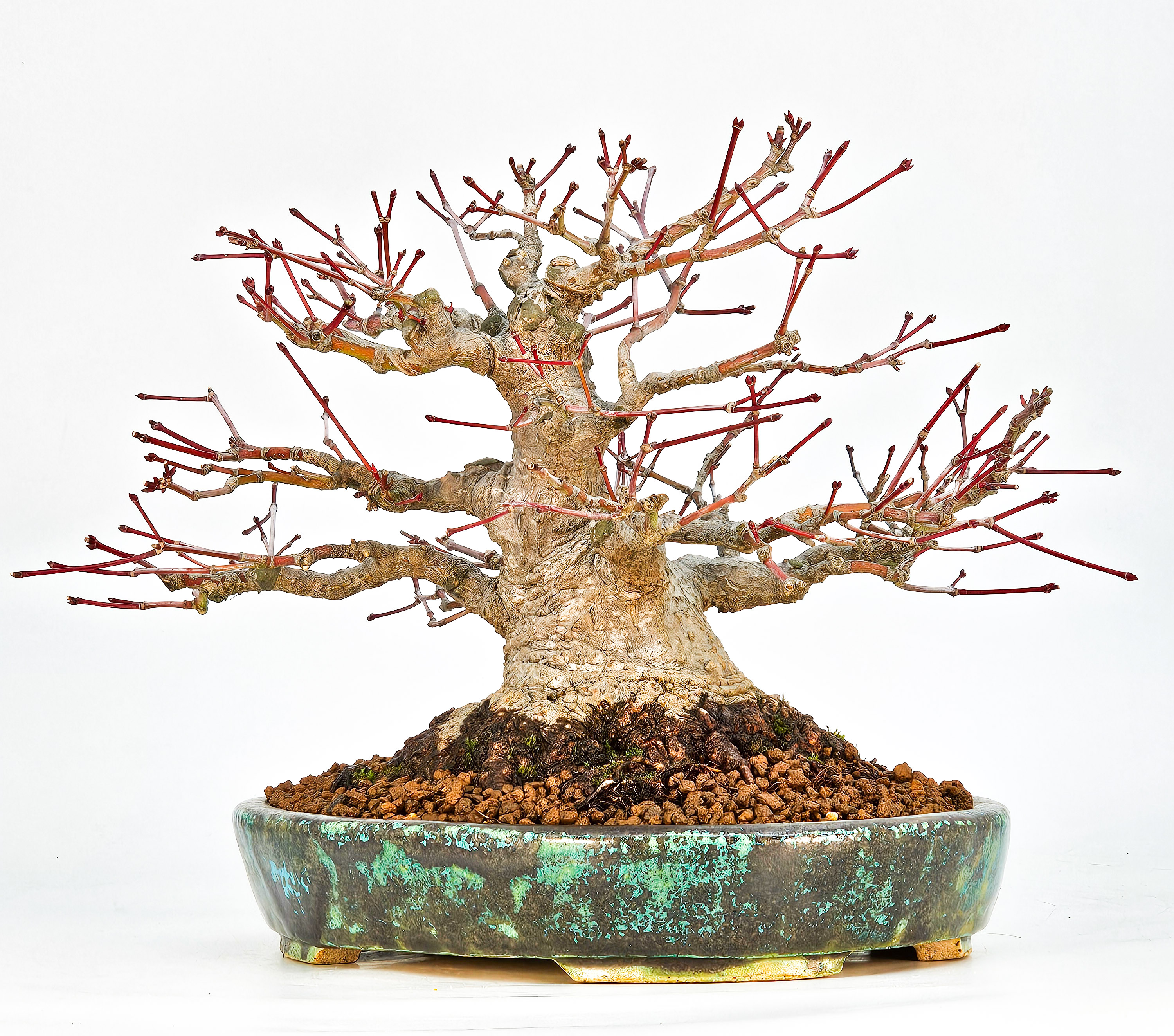 Bonsai Fächerahorn - Acer palmatum Shohin 18cm Video!!