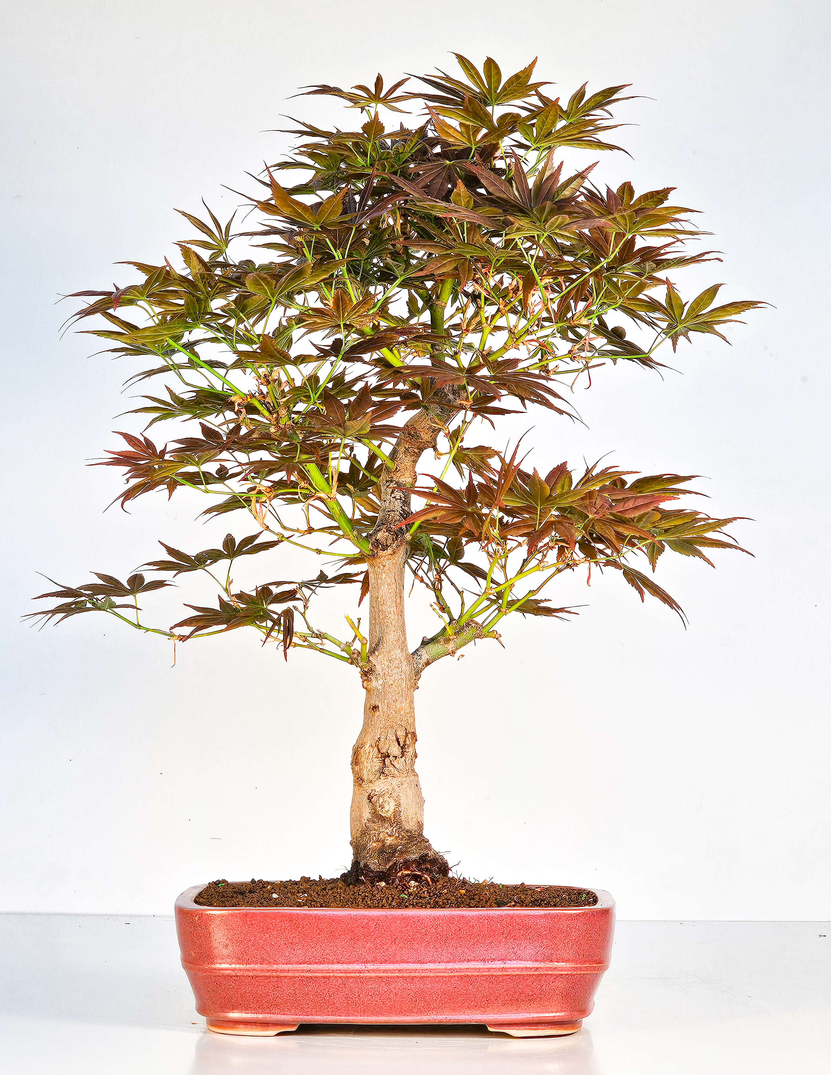 Bonsai Fächerahorn - Acer palmatum yugure 45cm