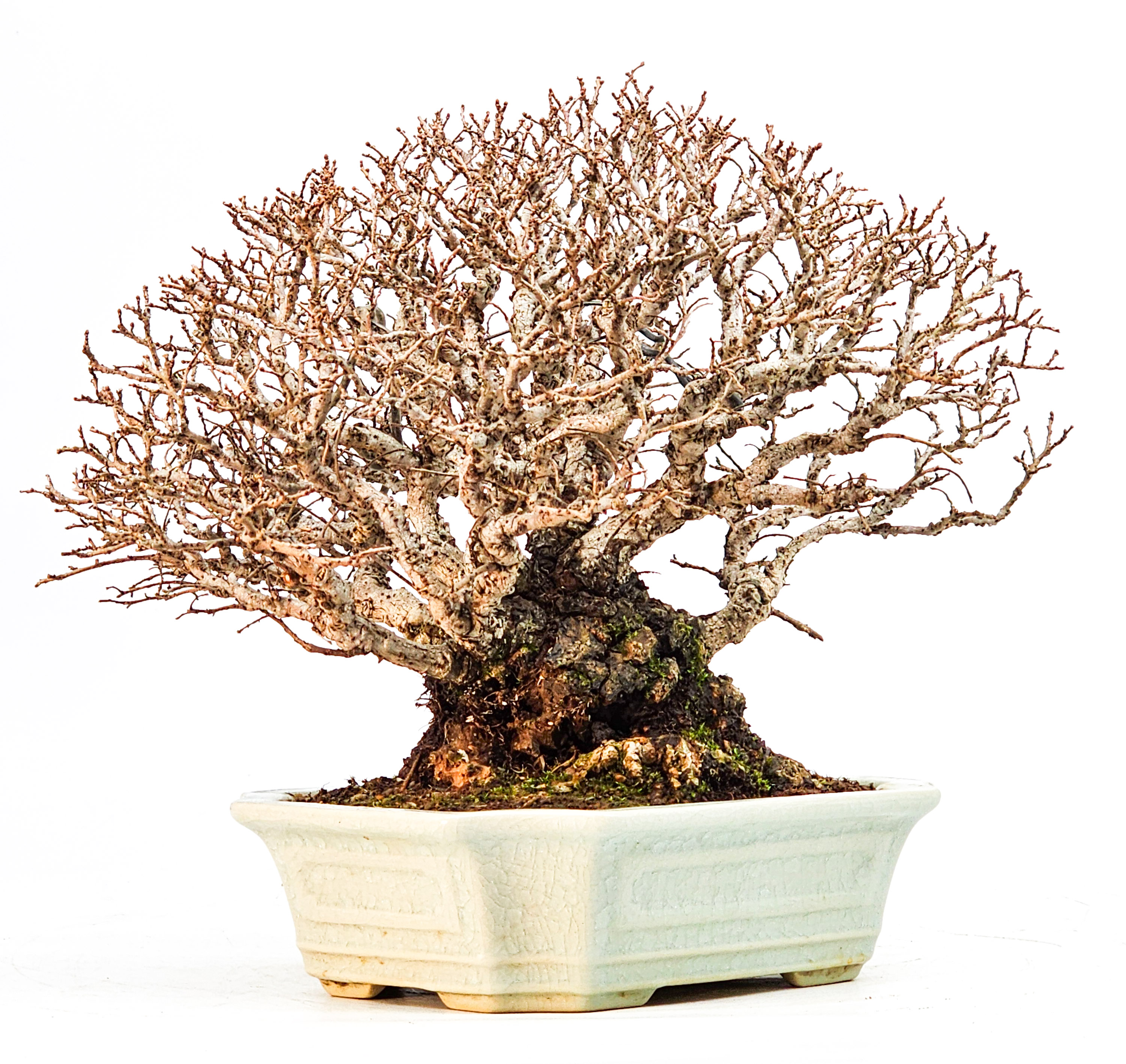 Bonsai Japanische Ulme - Ulmus parvifolia Shohin 17cm