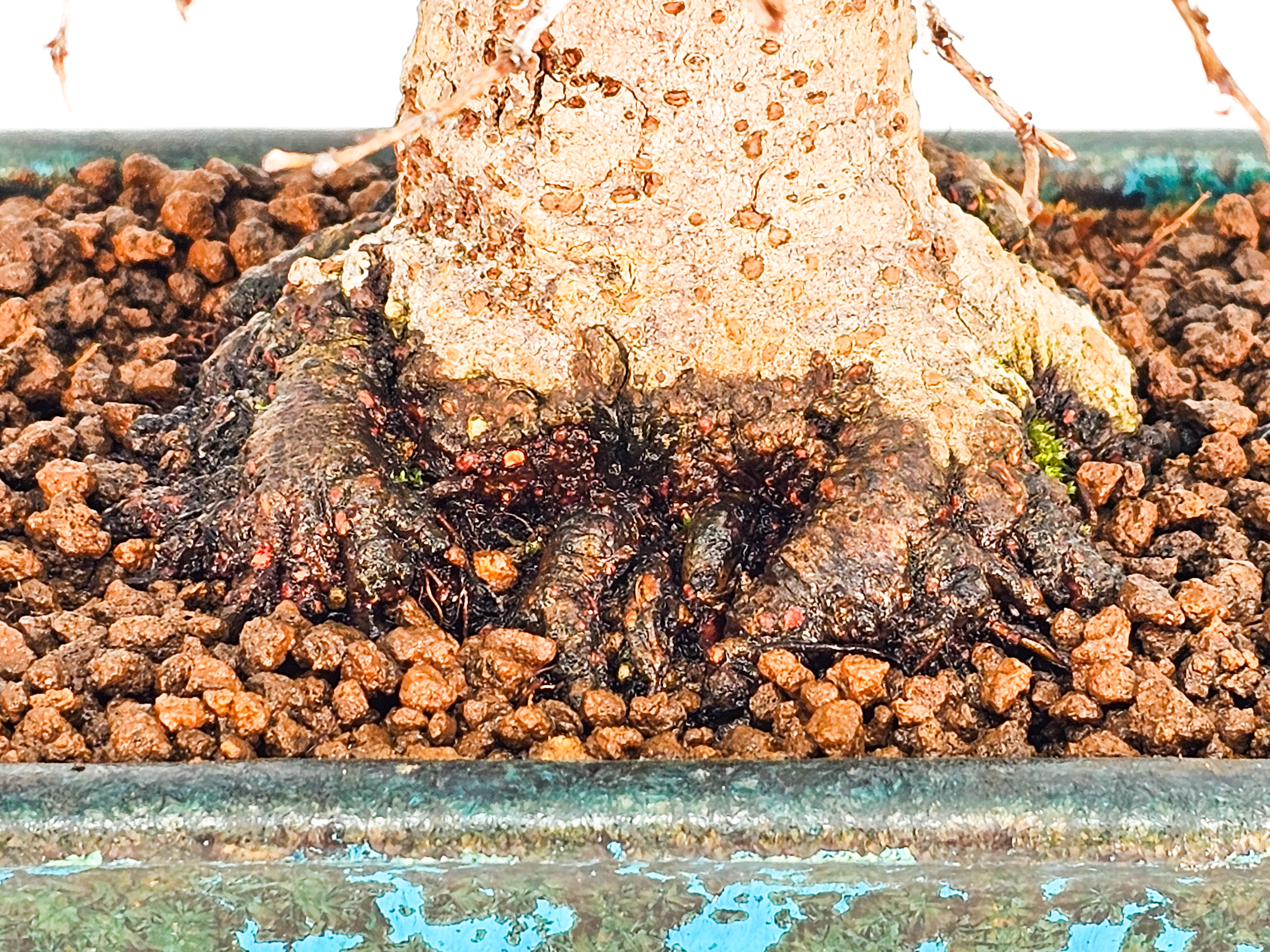 Bonsai Zelkova serrata Shohin 17cm - Video!!