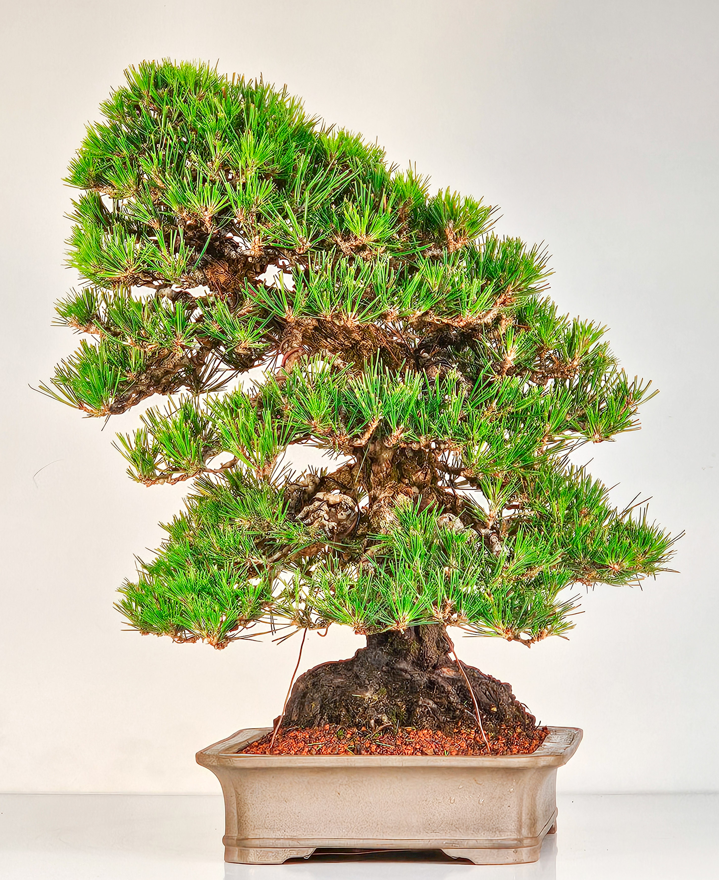 Bonsai Pinus densiflora Japanische Rotkiefer Rarität 58cm Video!