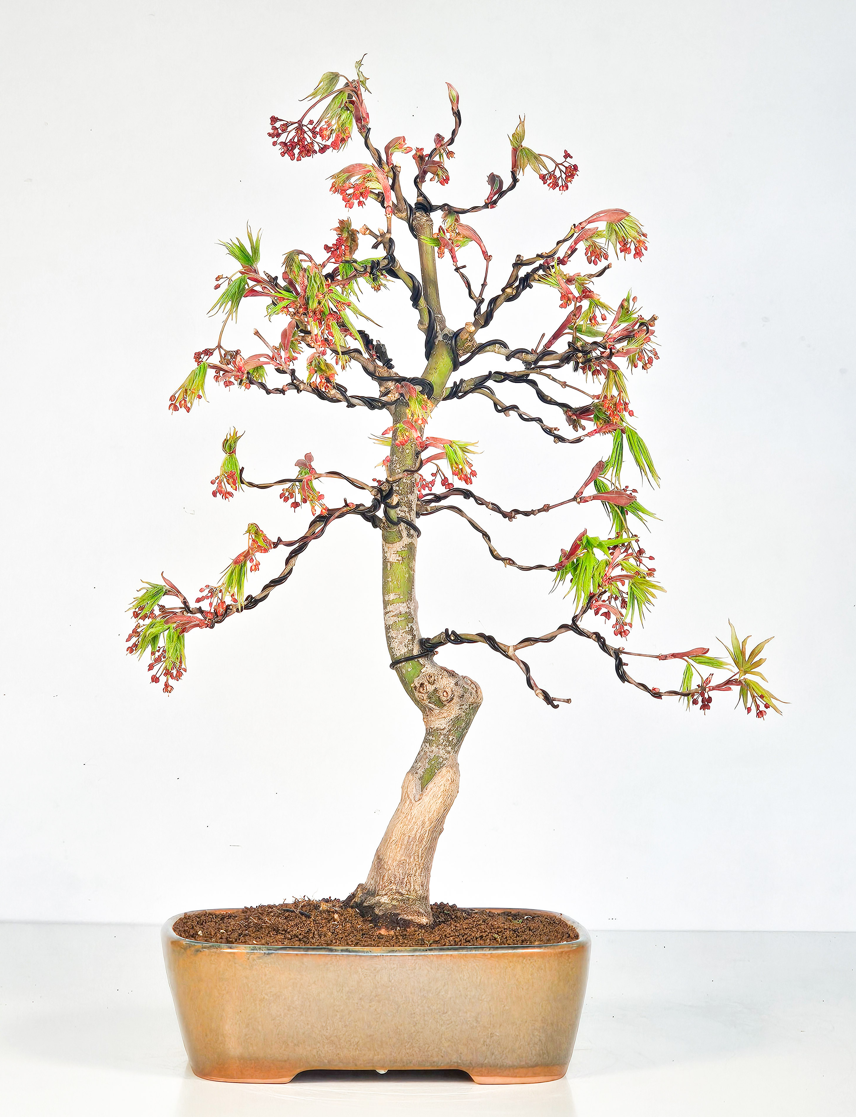Bonsai Fächerahorn - Acer palmatum Osakazuki 45cm