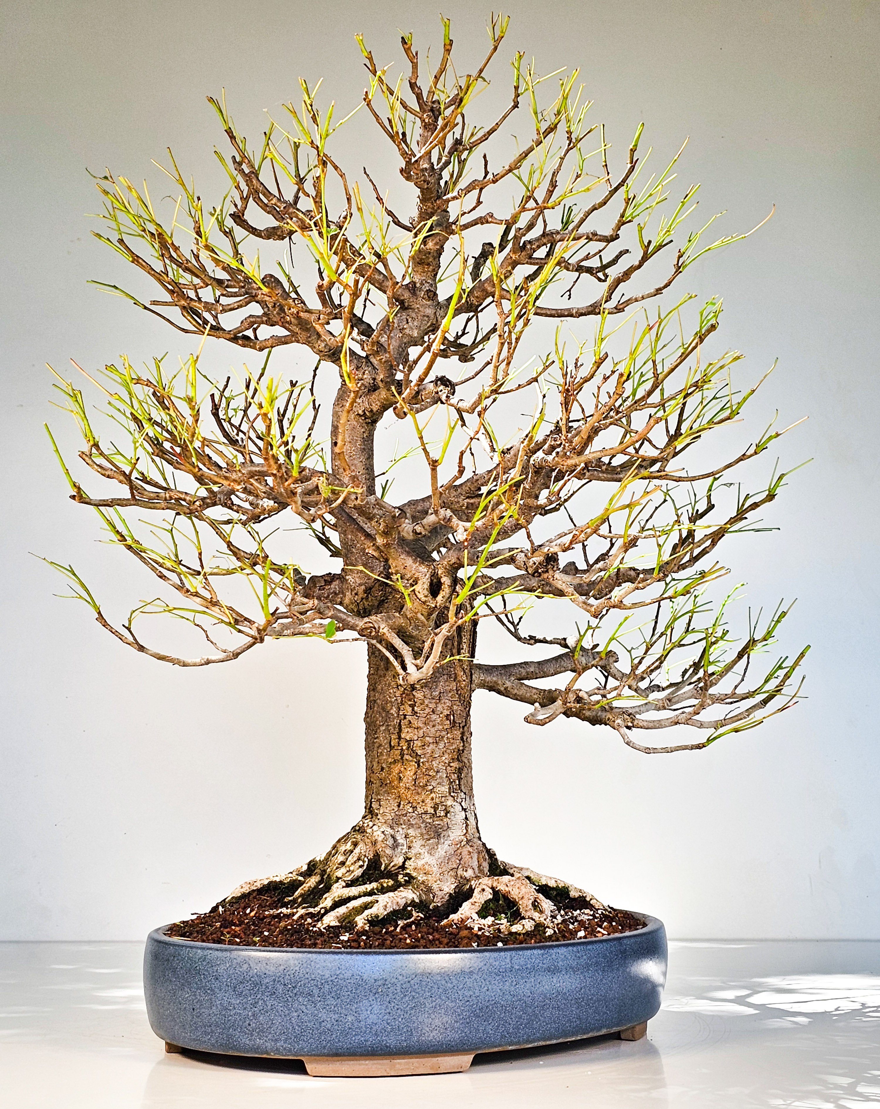 Bonsai Linde - Tilia  58cm