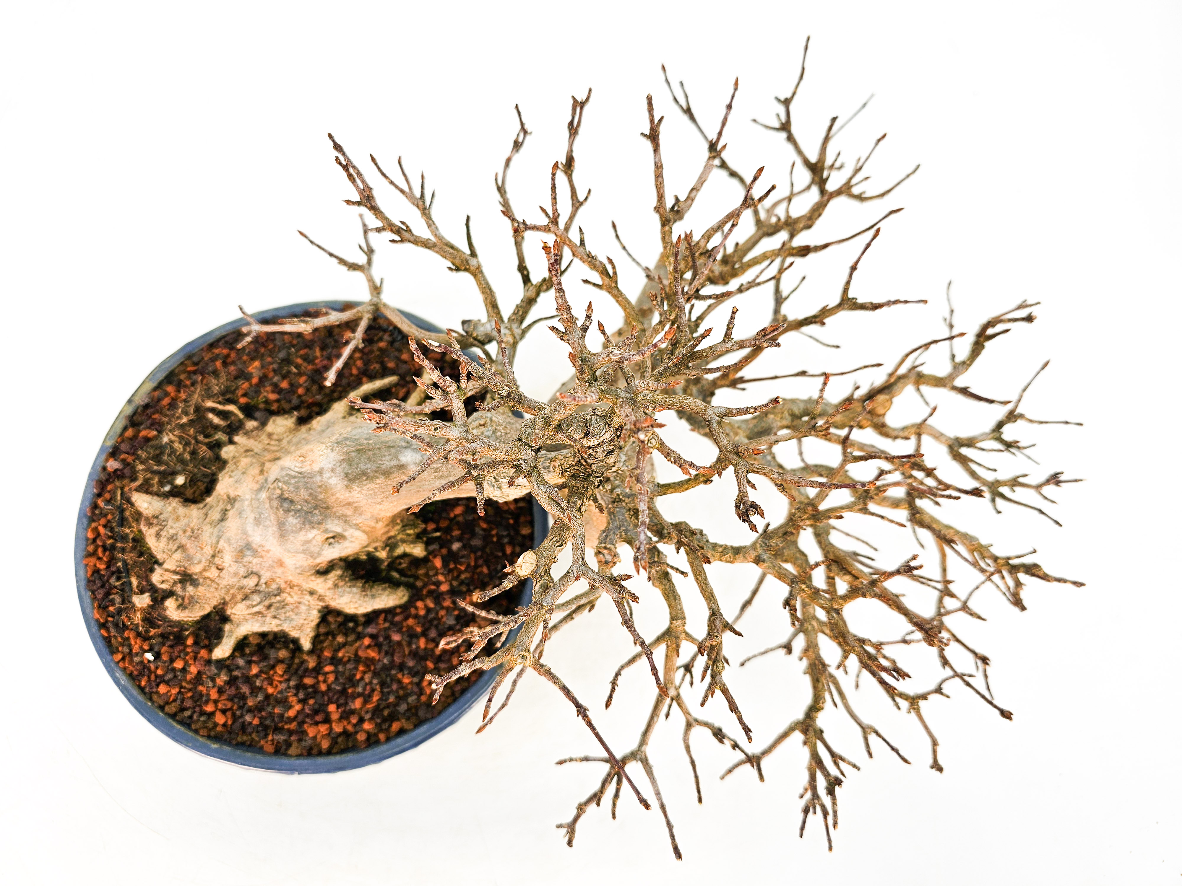 Bonsai Dreispitzahorn - Acer buergerianum 14cm