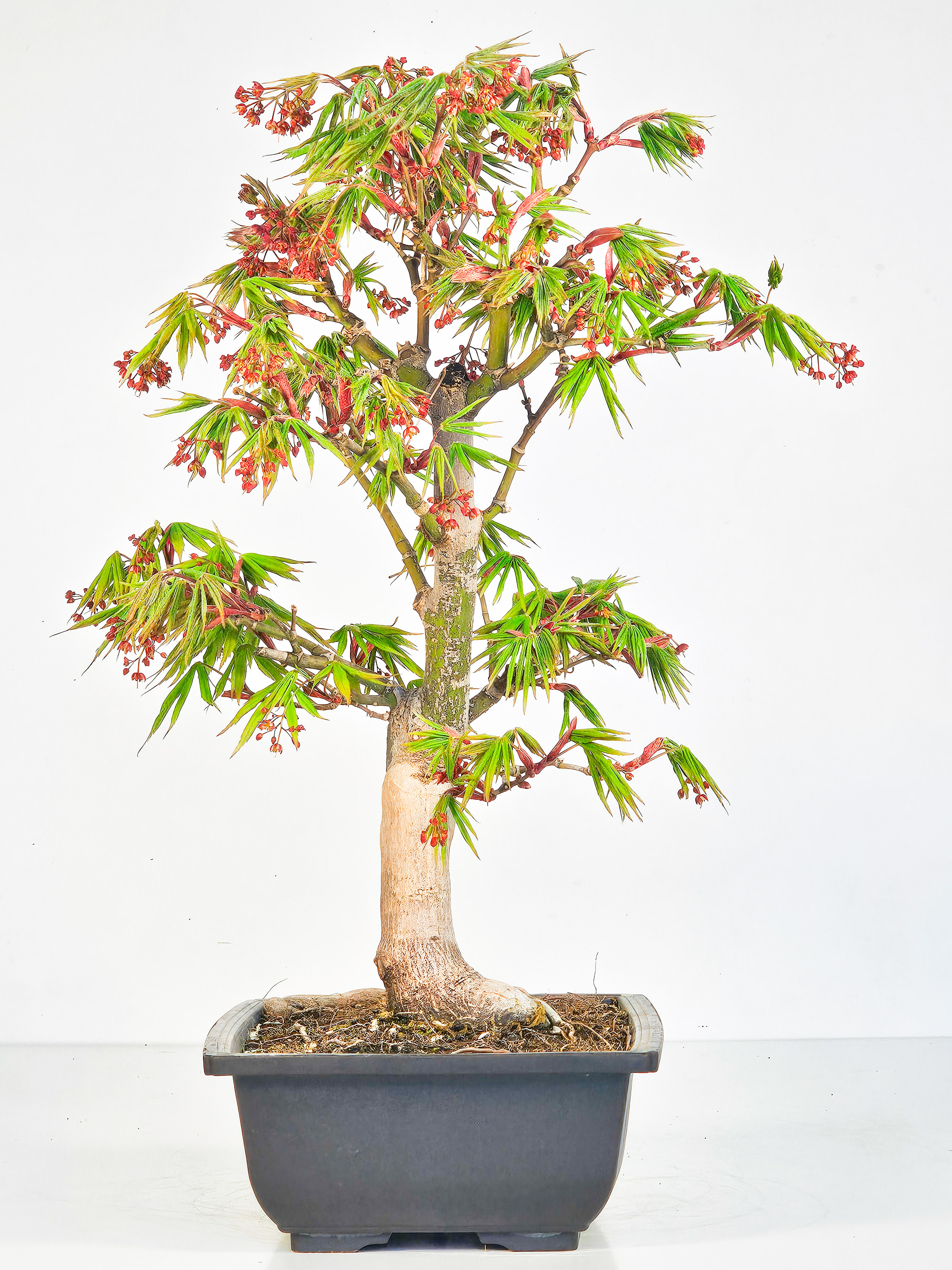 Bonsai Fächerahorn - Acer palmatum Osakazuki 38cm