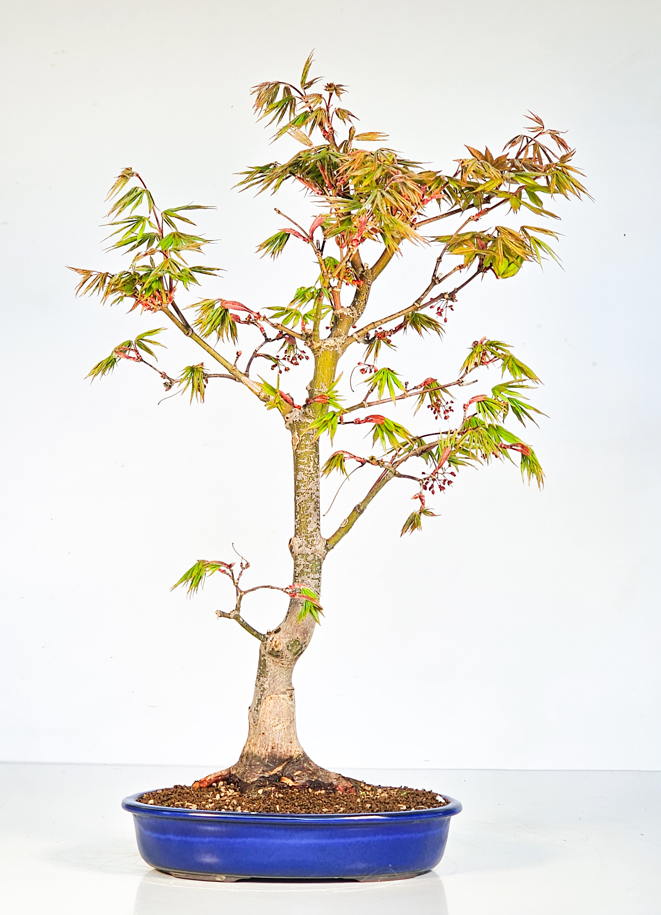 Bonsai Fächerahorn - Acer palmatum Osakazuki 48cm