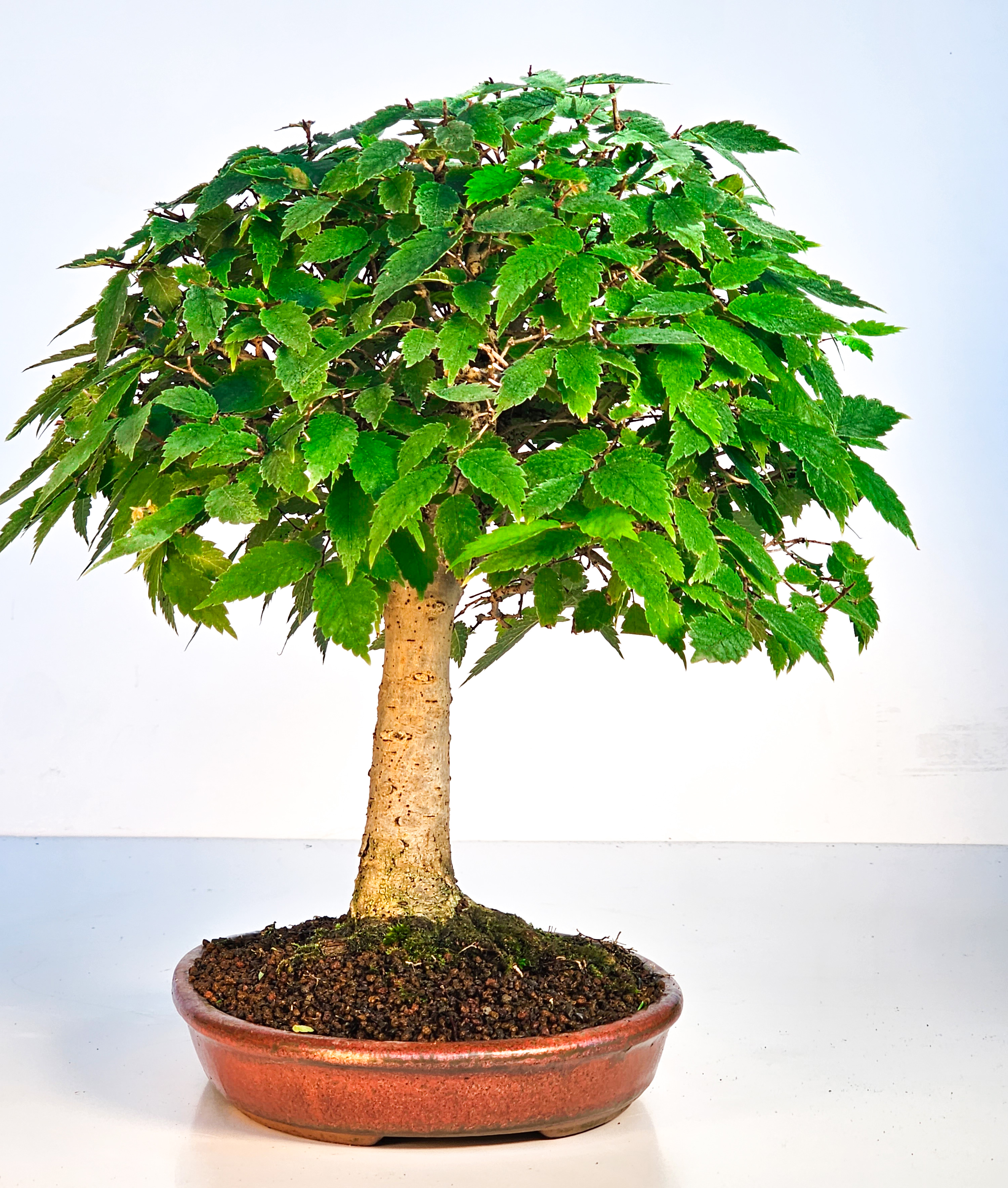 Bonsai Zelkova serrata 26cm - Video!