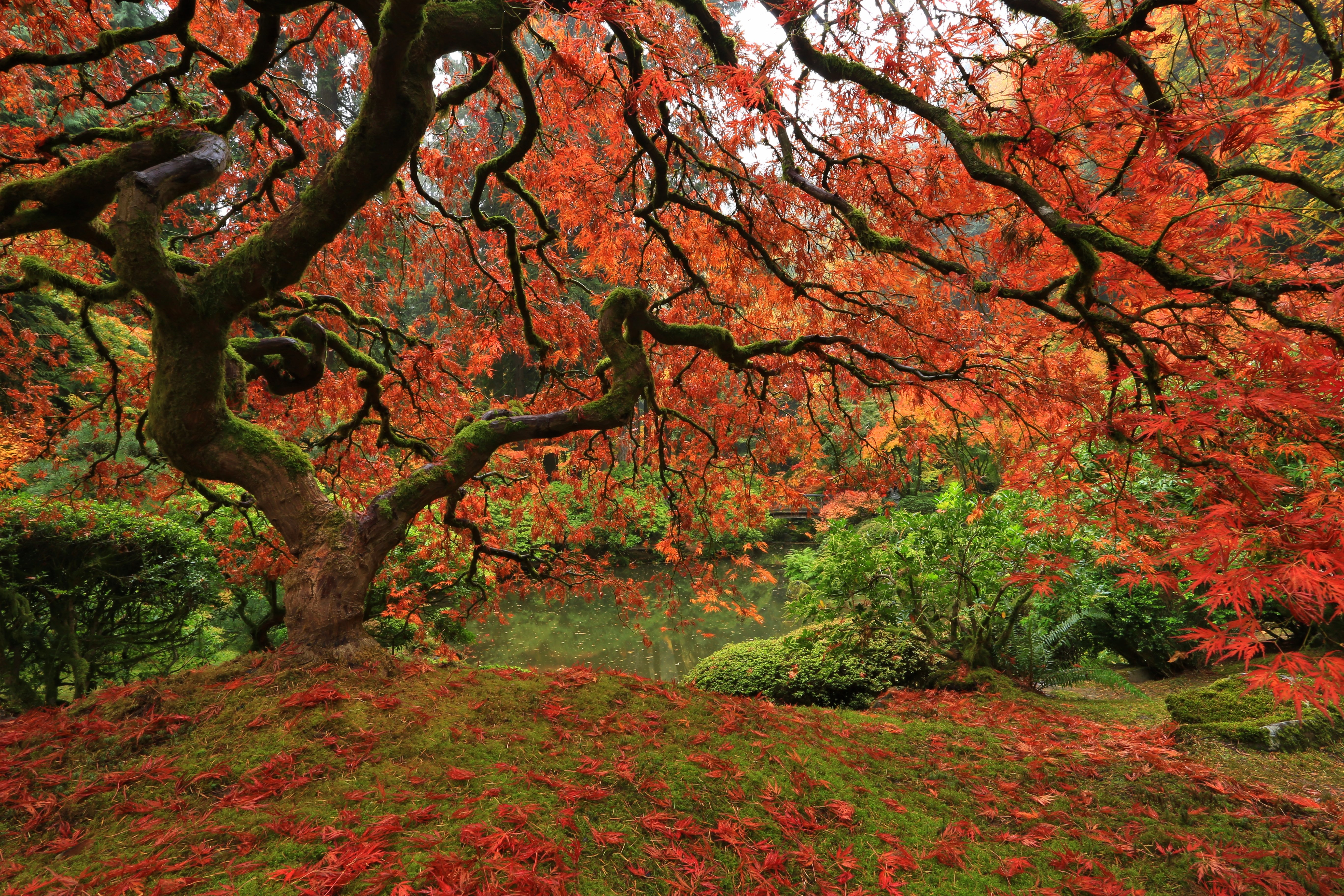 Japanischer Baum im wunderschönen roten Herbstlaub