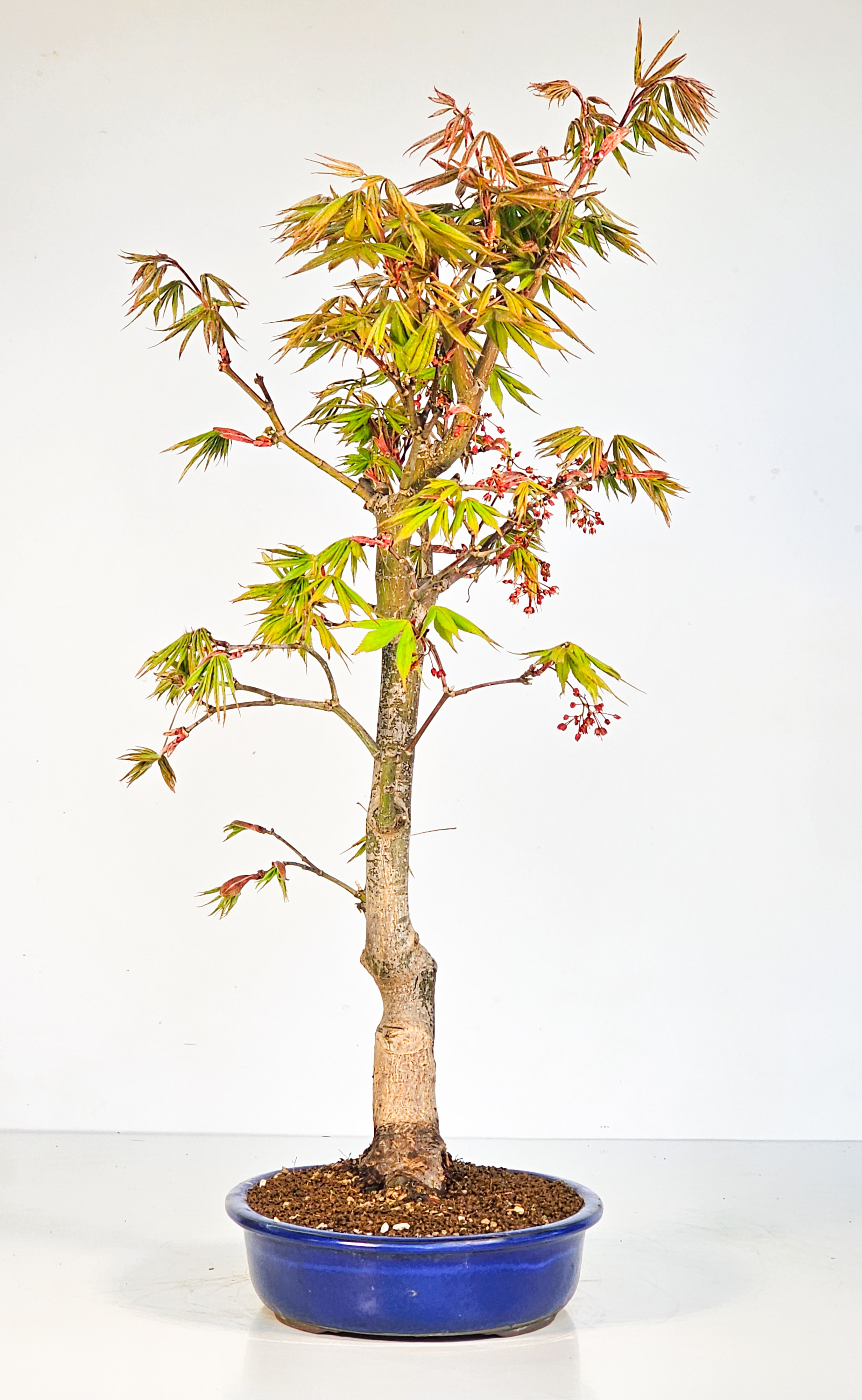 Bonsai Fächerahorn - Acer palmatum Osakazuki 48cm