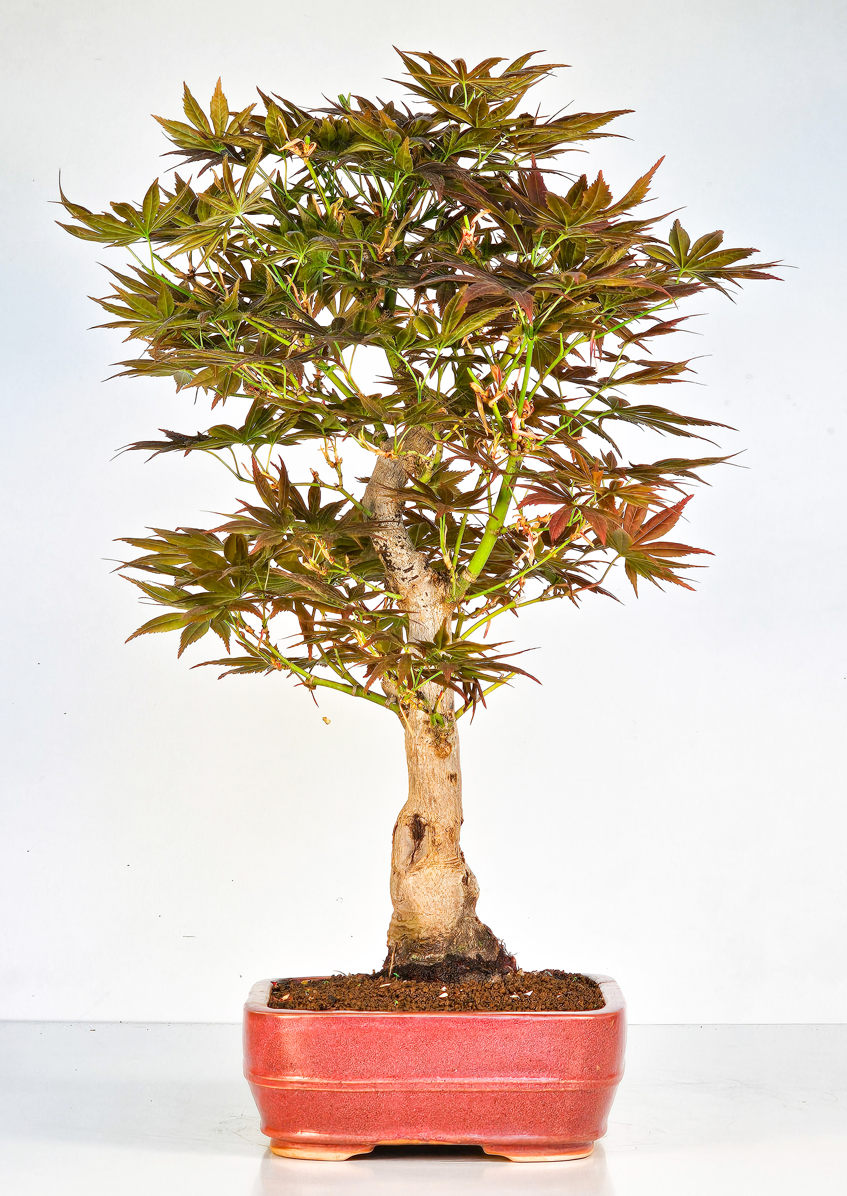 Bonsai Fächerahorn - Acer palmatum yugure 45cm