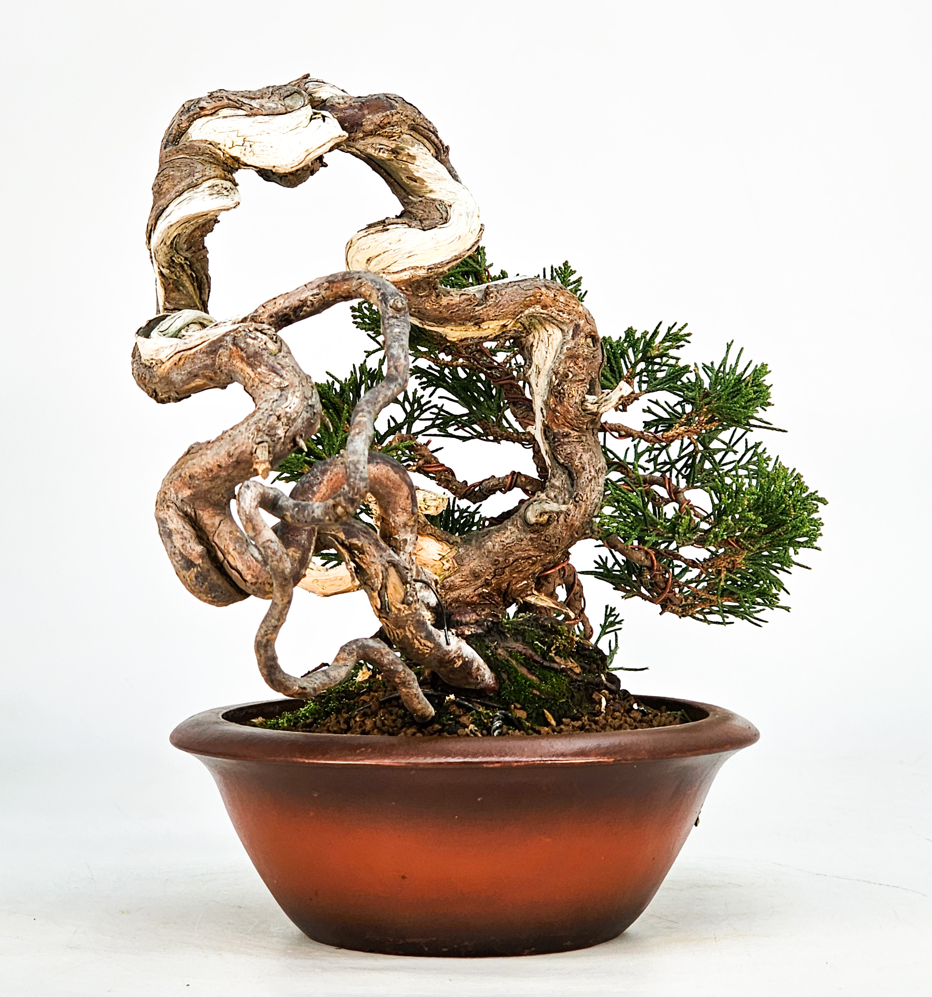 Bonsai Wacholder Juniperus Itoigawa 18cm Video!!