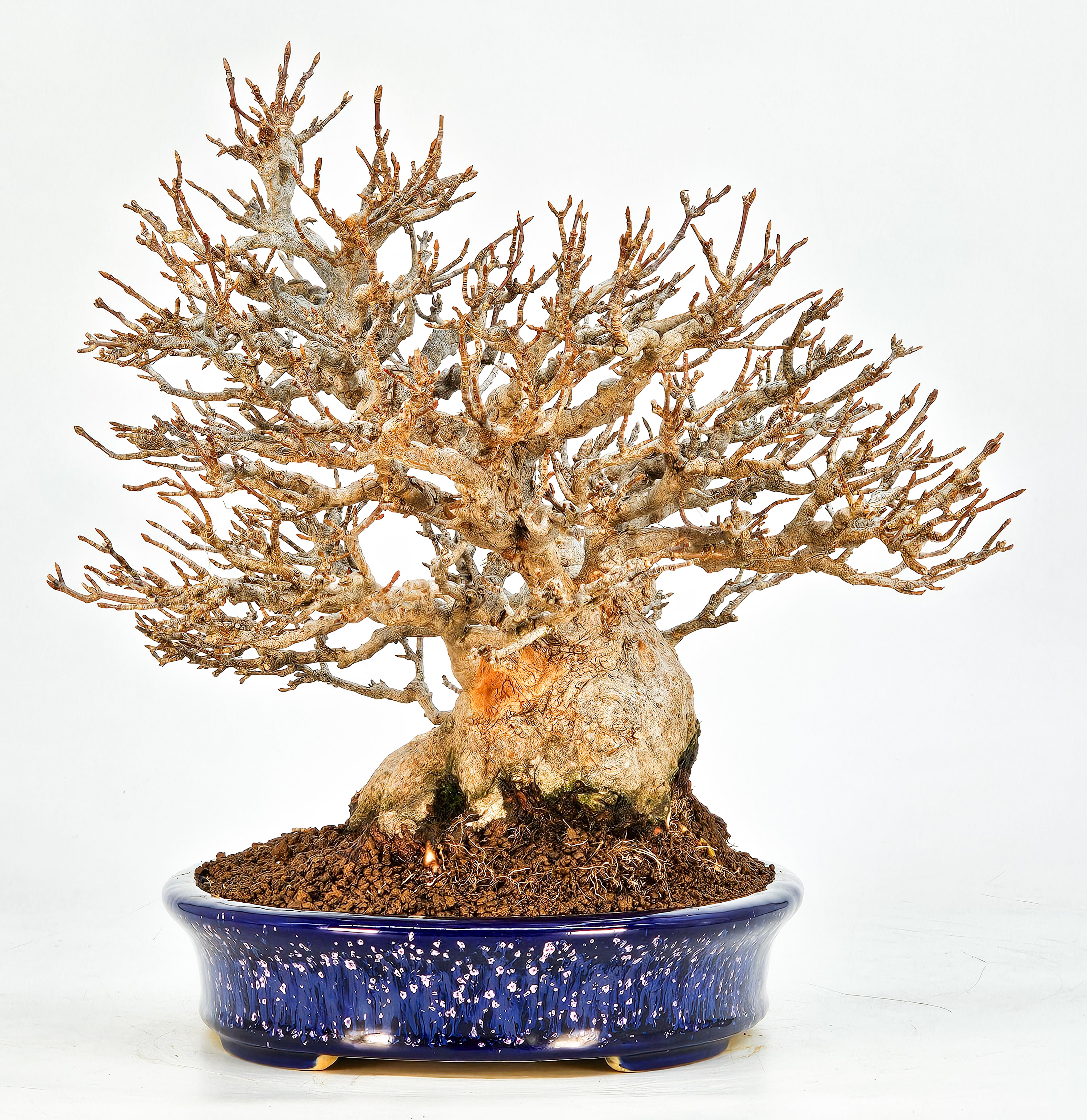 Bonsai Dreispitzahorn - Acer buergerianum 20cm Video!!