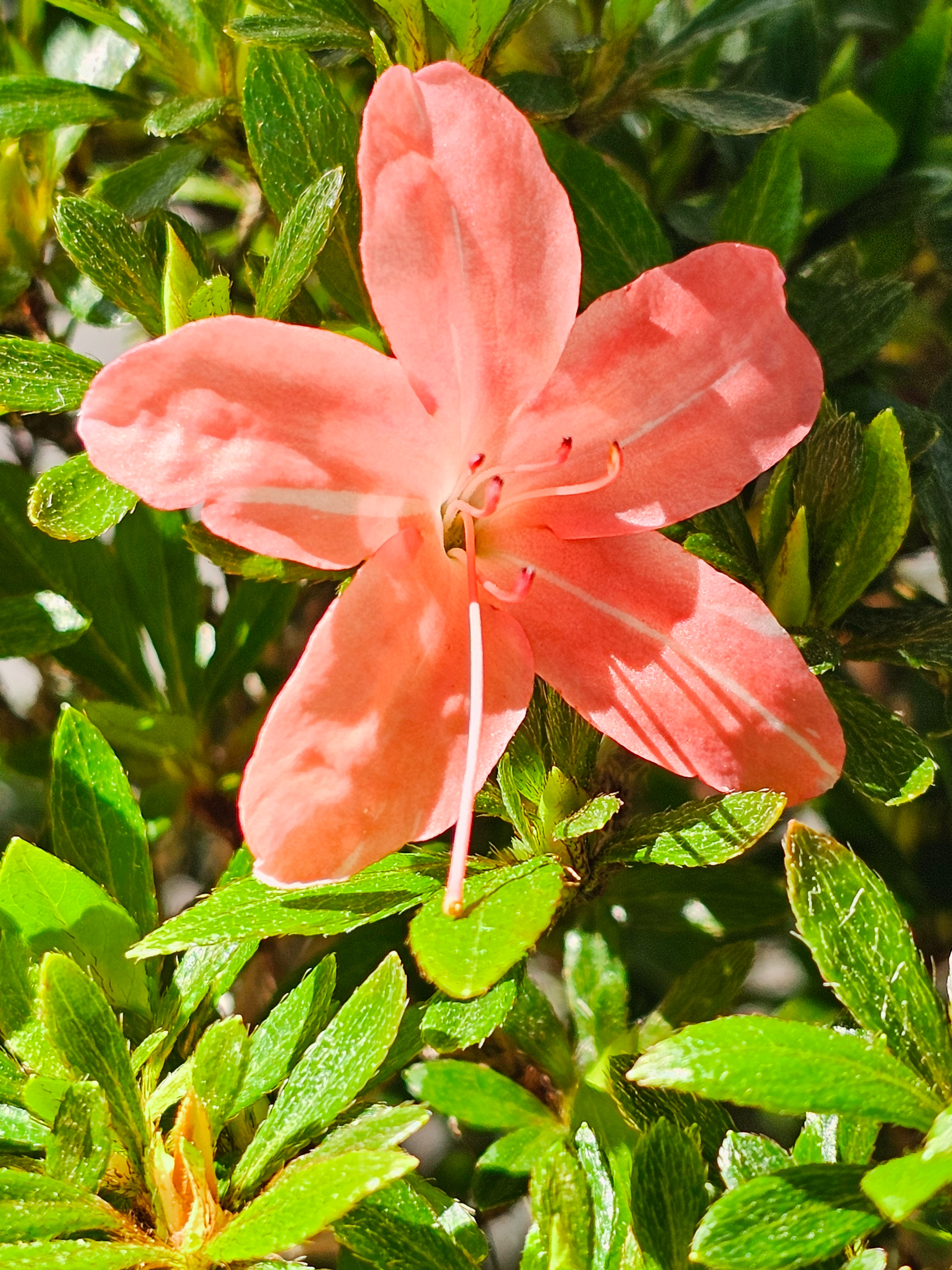 Bonsai Azalee Rhododendron indicum -Nissho no Hakari- 48cm