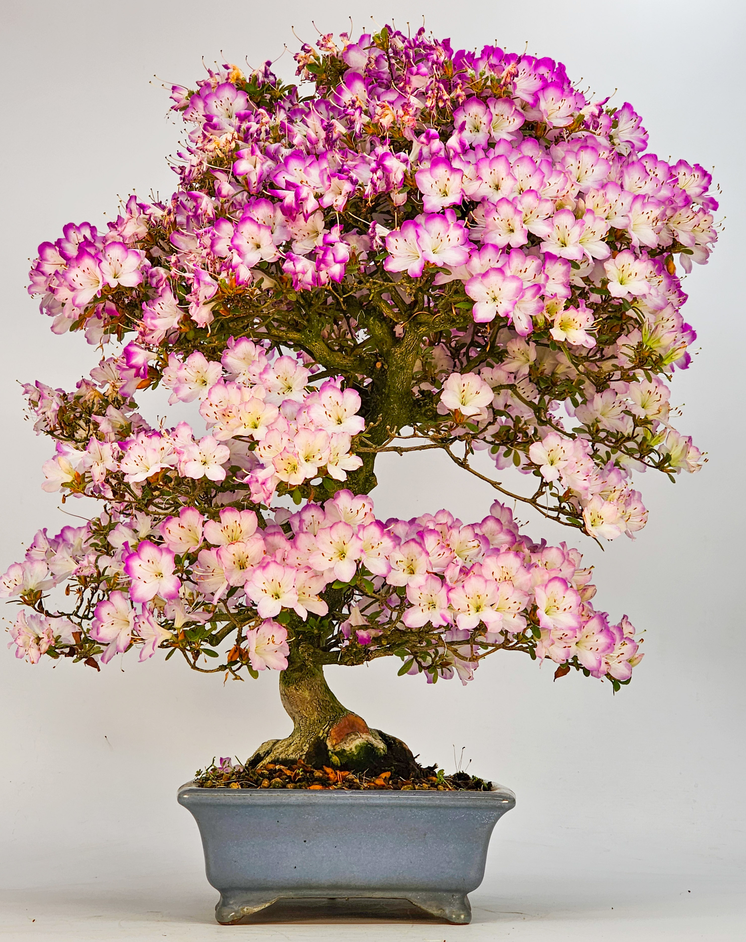 Bonsai Azalee Rhododendron indicum -Miyamamangetsu- 47cm