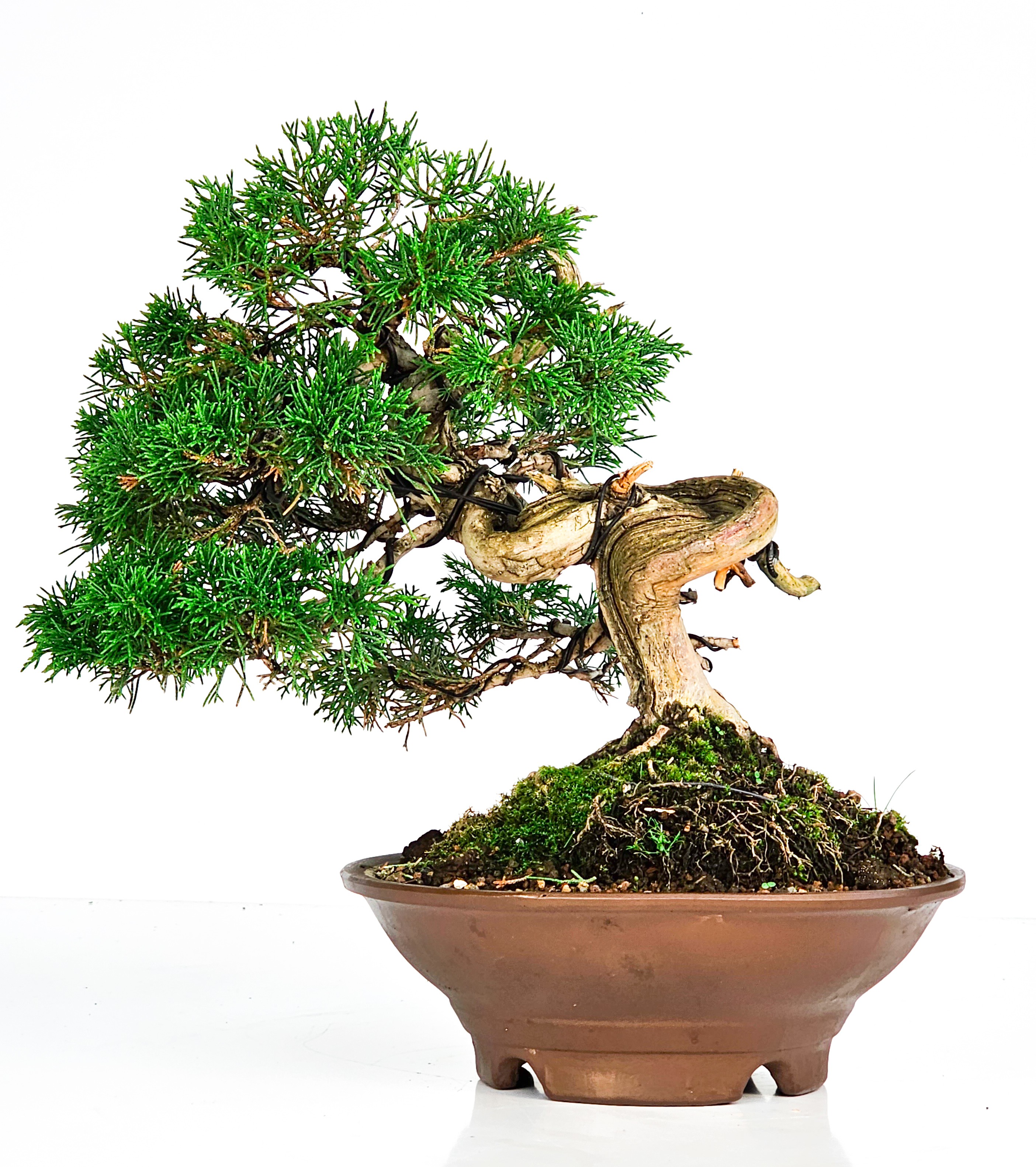 Bonsai Wacholder Juniperus chinensis 23cm