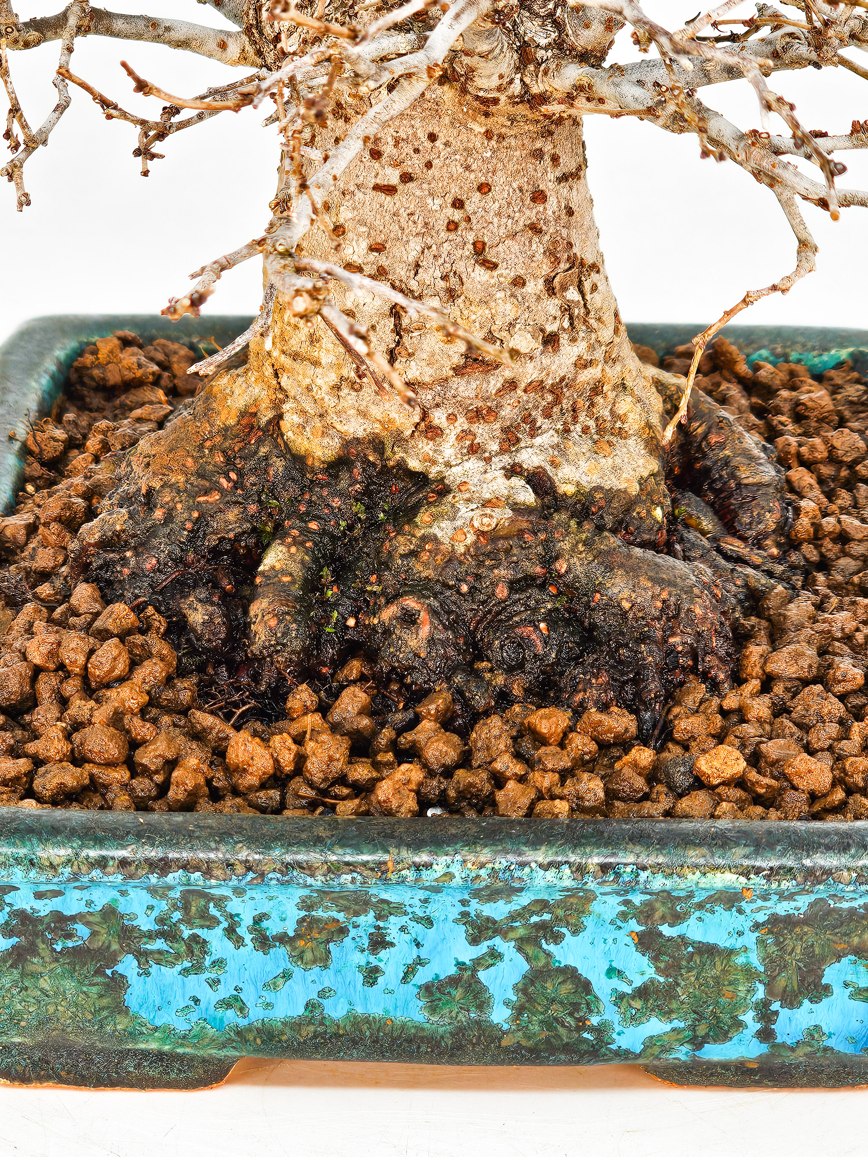 Bonsai Zelkova serrata Shohin 17cm - Video!!