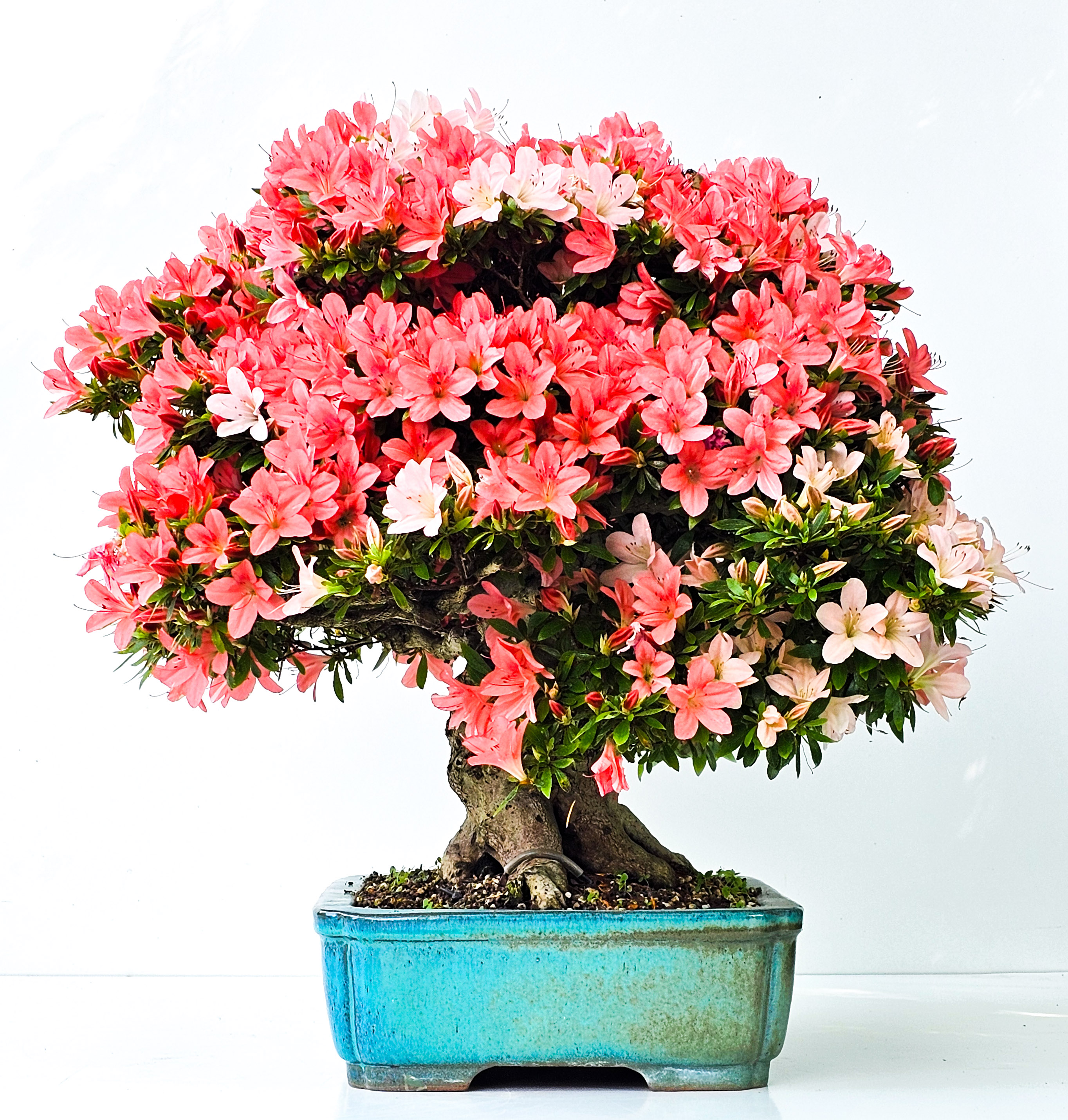 Bonsai Azalee Rhododendron indicum -Nissho no Hakari- 48cm