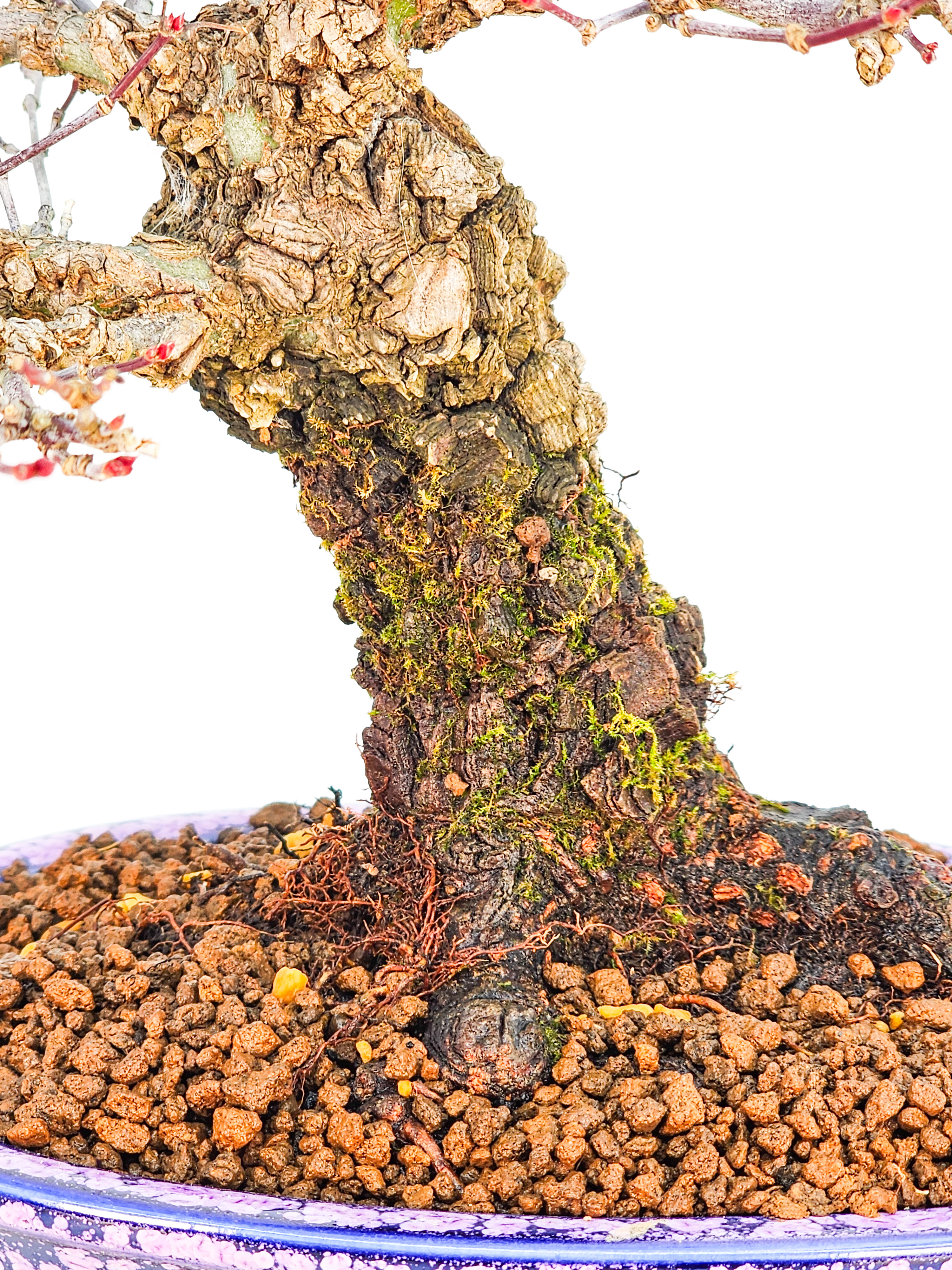 Bonsai Fächerahorn - Acer palmatum Arakawa Shohin 21cm