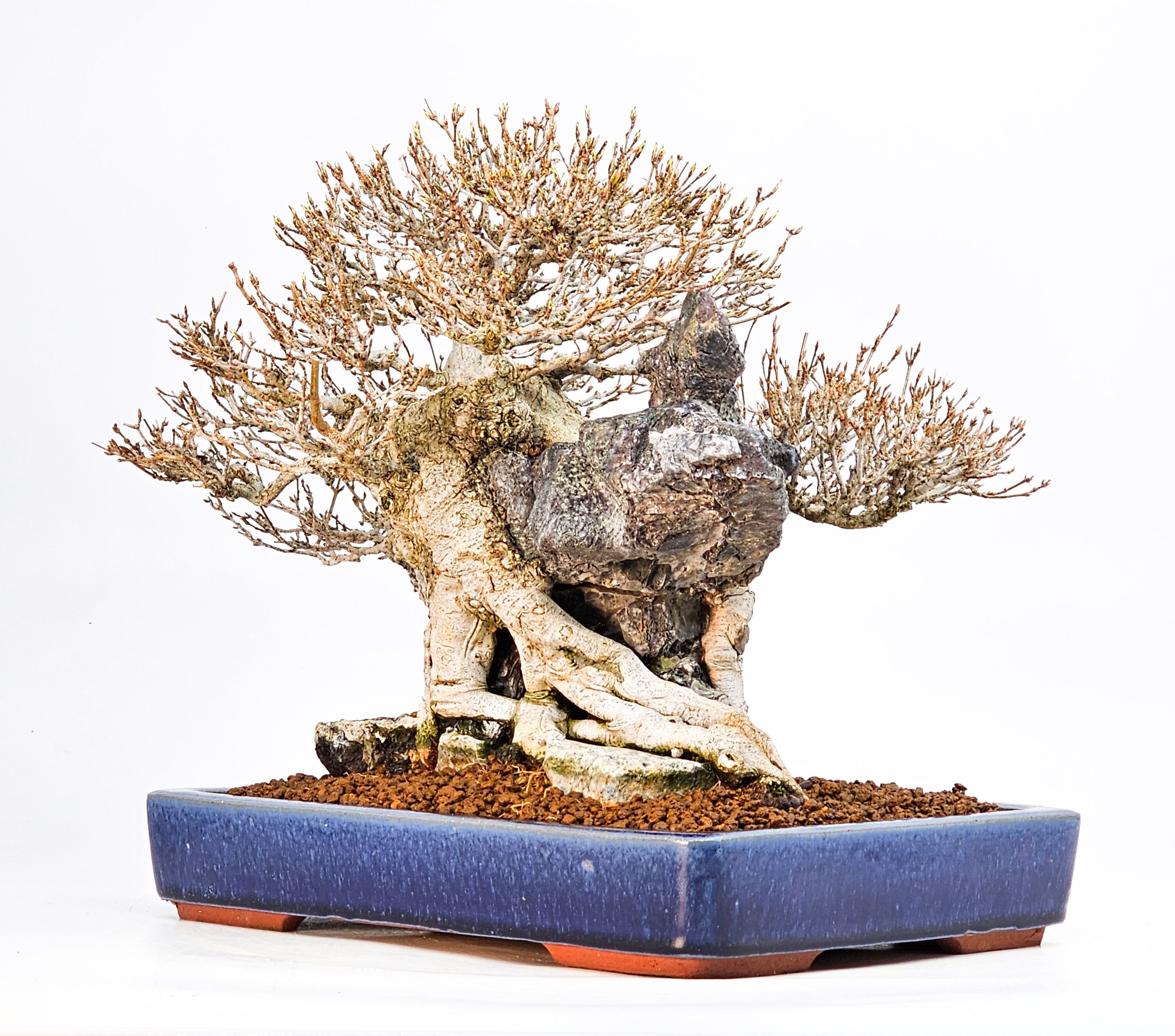 Bonsai Dreispitzahorn - Acer buergerianum Ishizuki 25cm Video!!