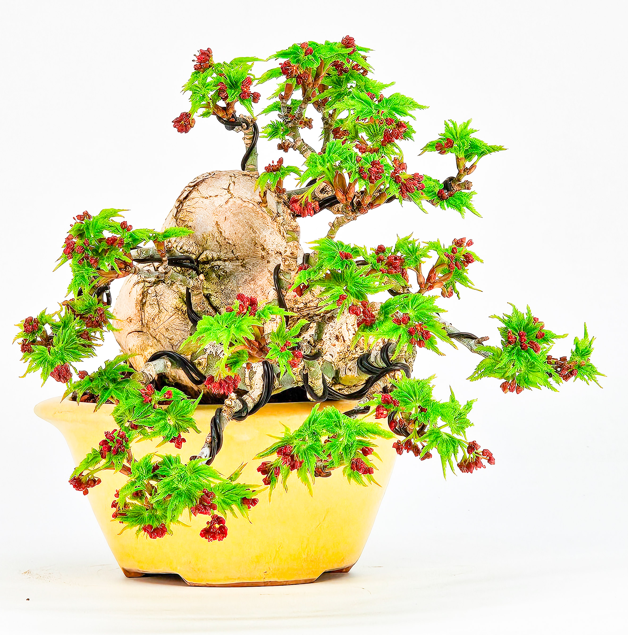 Bonsai Löwenkopfahorn- Acer palmatum Shishigashira Shohin 9cm