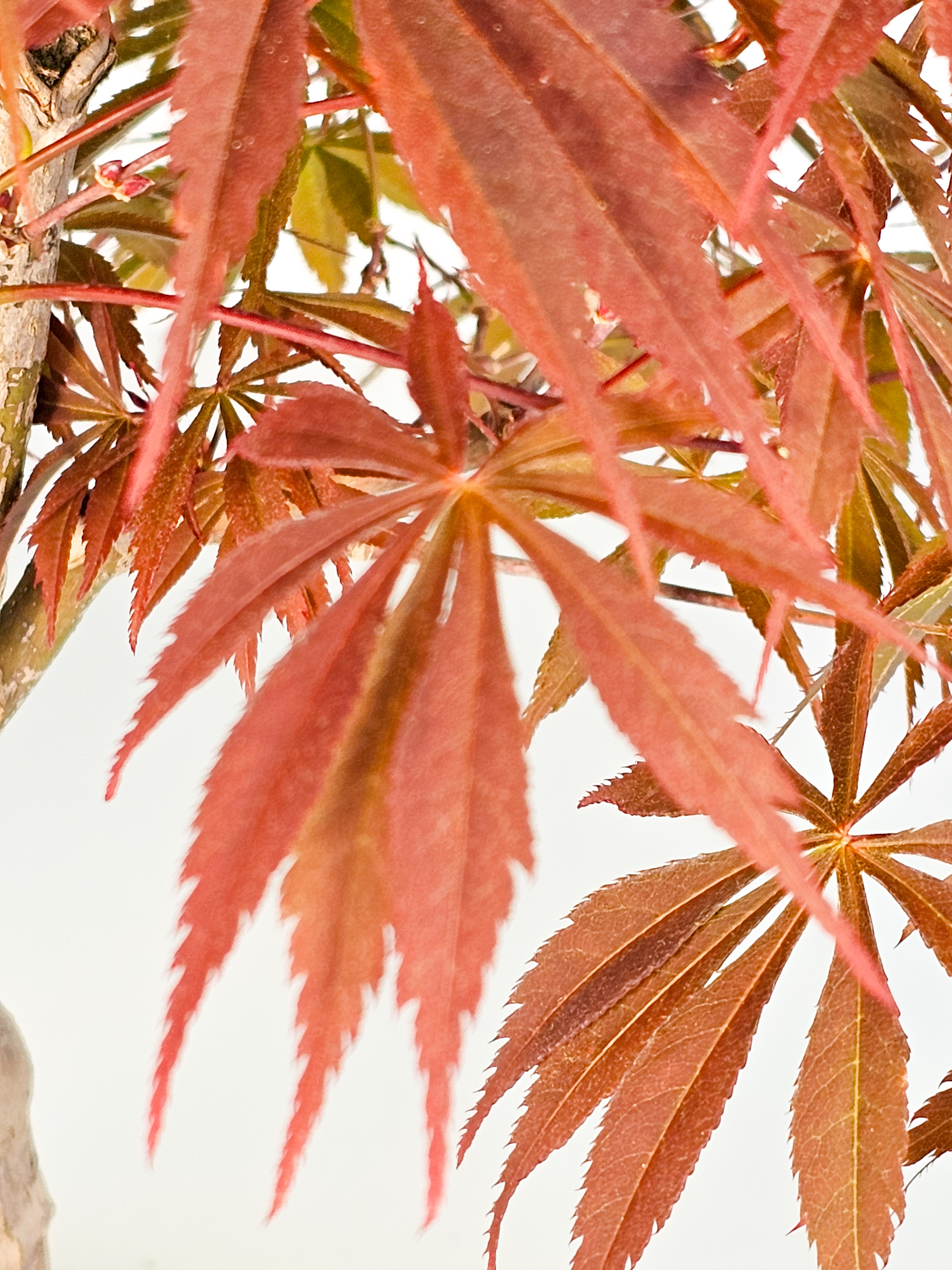 Bonsai Fächerahorn - Acer palmatum Tsuma beni 48cm