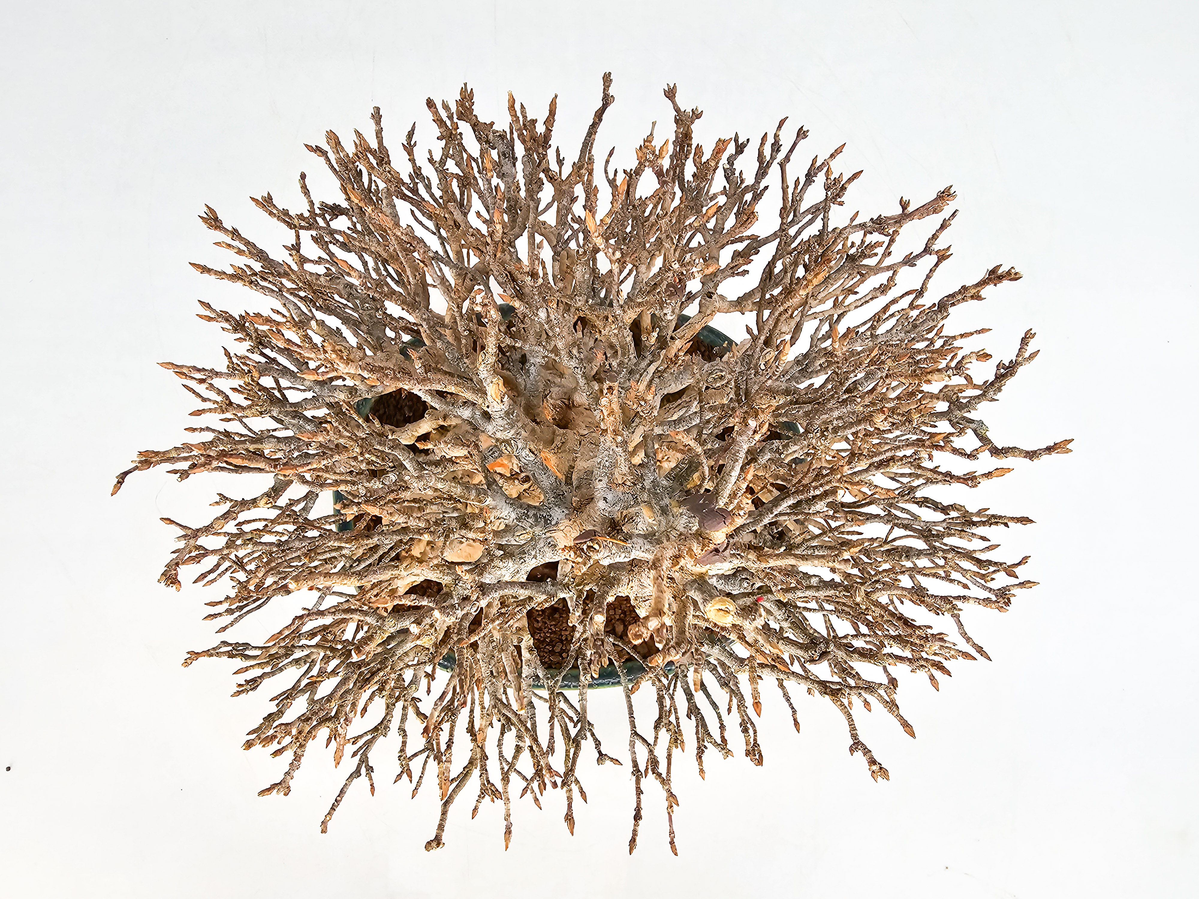 Bonsai Dreispitzahorn - Acer buergerianum 21cm