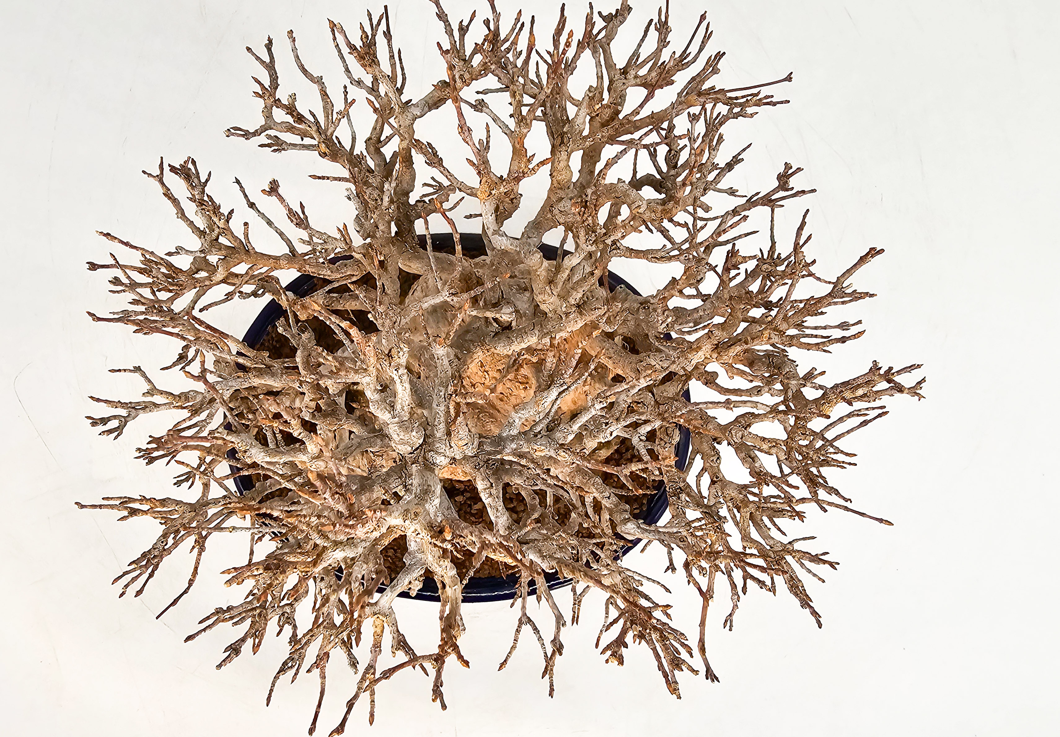 Bonsai Dreispitzahorn - Acer buergerianum 20cm Video!!
