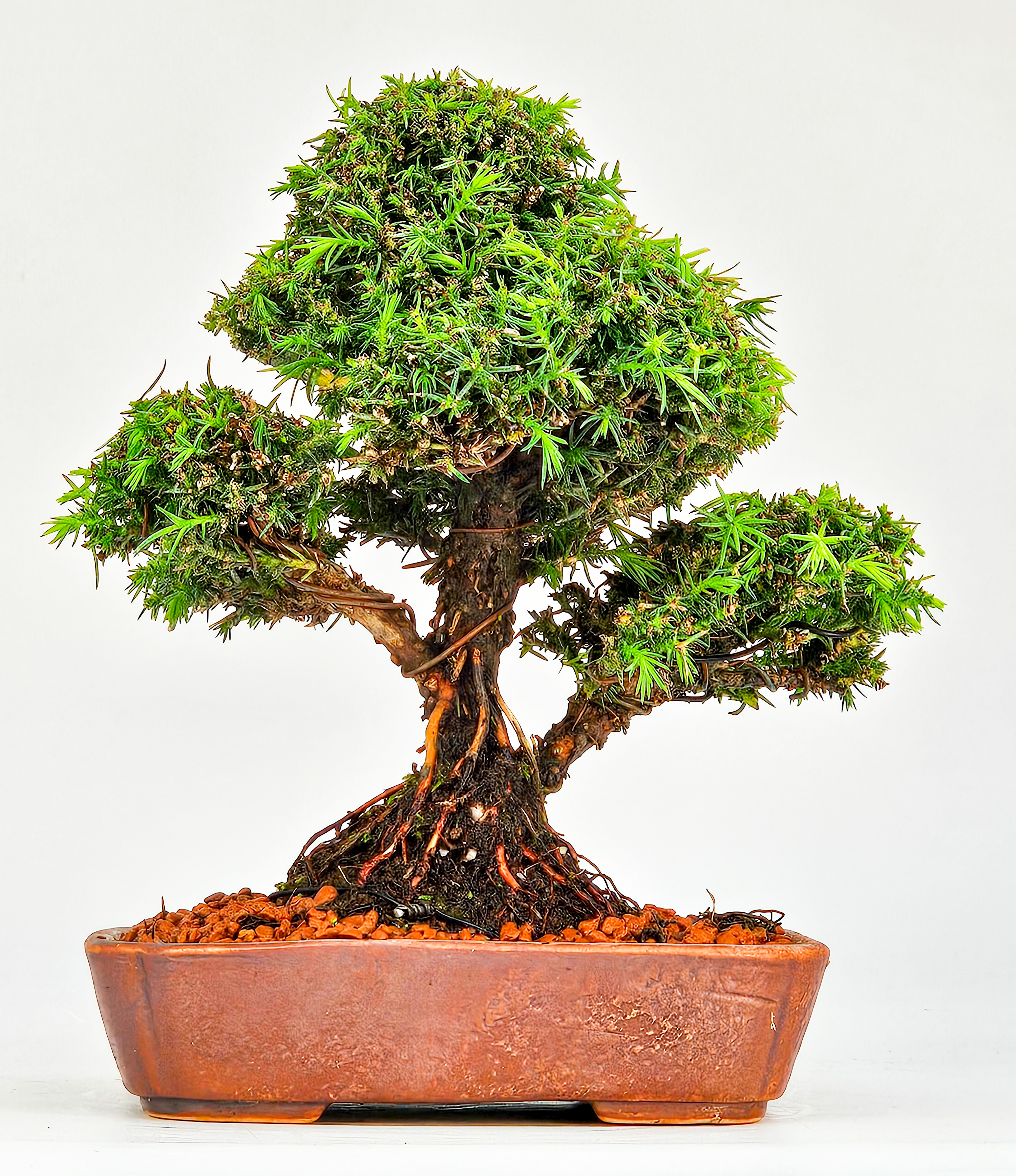 Bonsai Sicheltanne Cryptomeria Japonica Shohin 15cm
