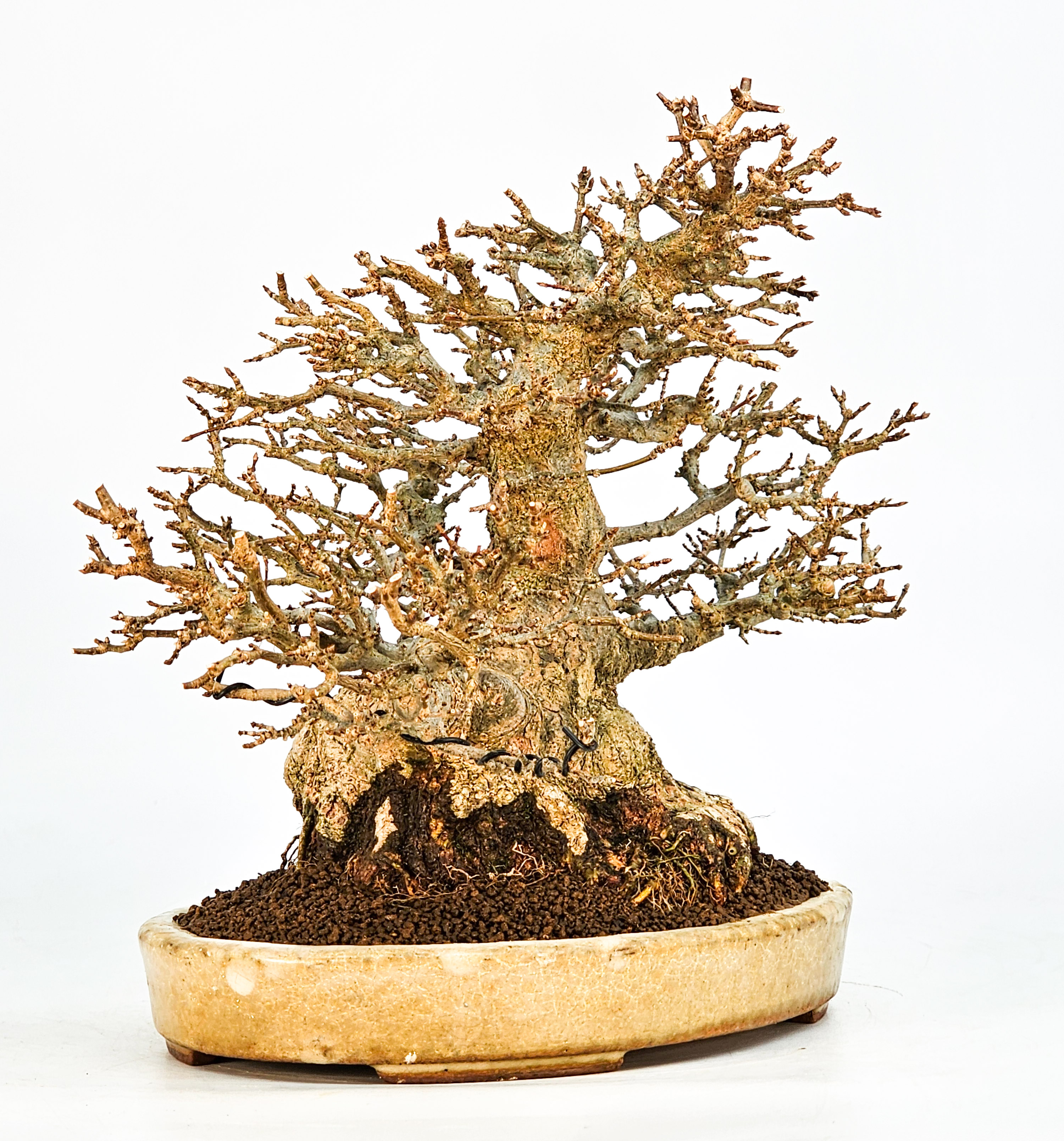 Bonsai Dreispitzahorn - Acer buergerianum 20cm Video!!