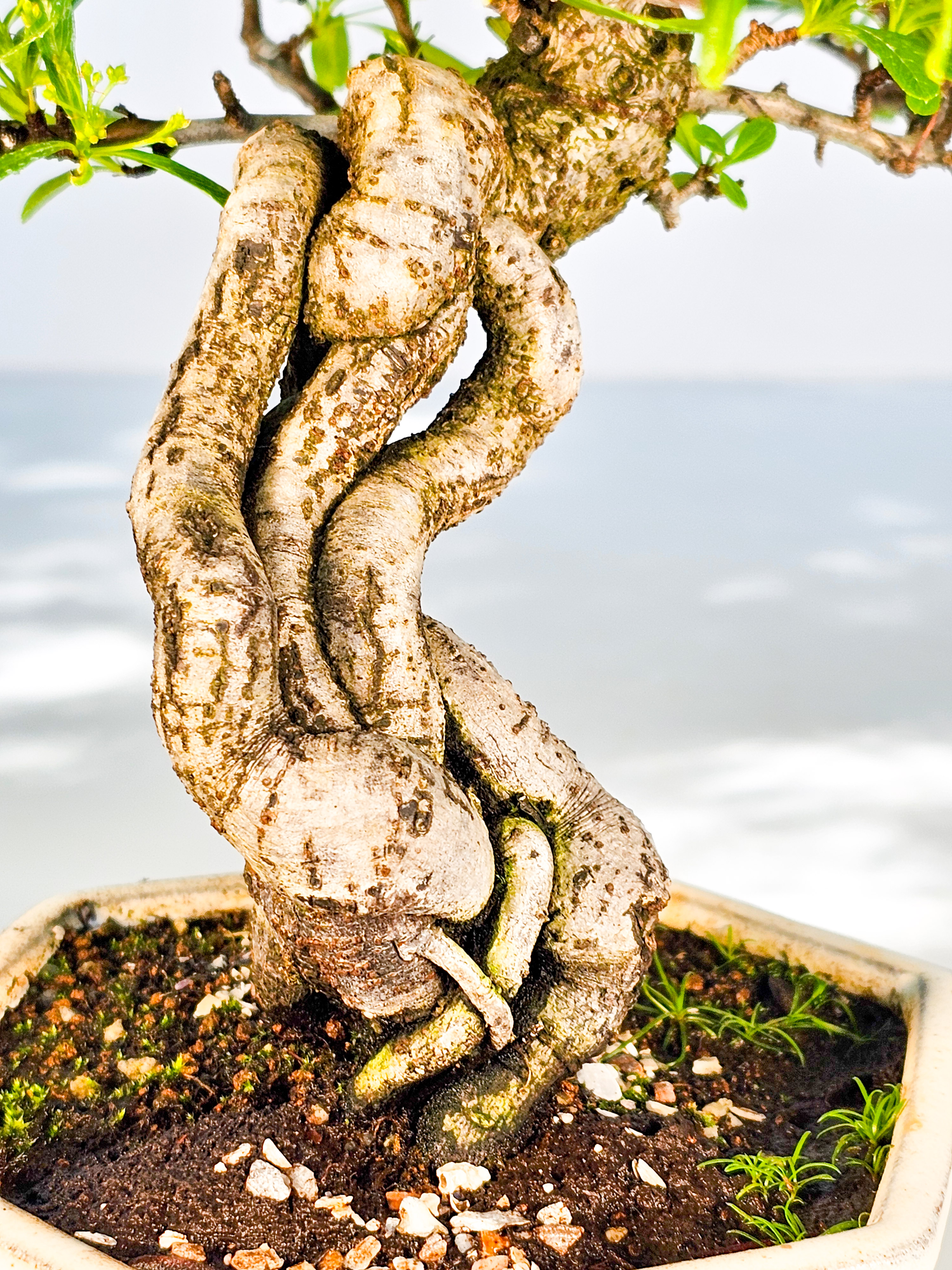 Bonsai Pyracantha - Feuerdorn Shohin 27cm