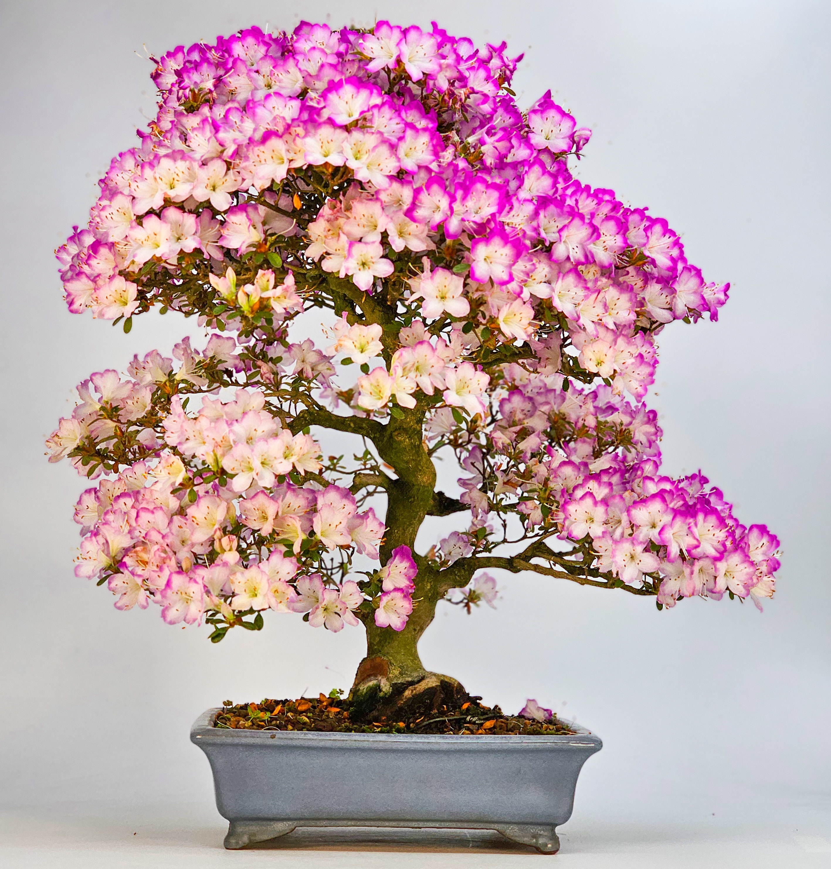 Bonsai Azalee Rhododendron indicum -Miyamamangetsu- 47cm