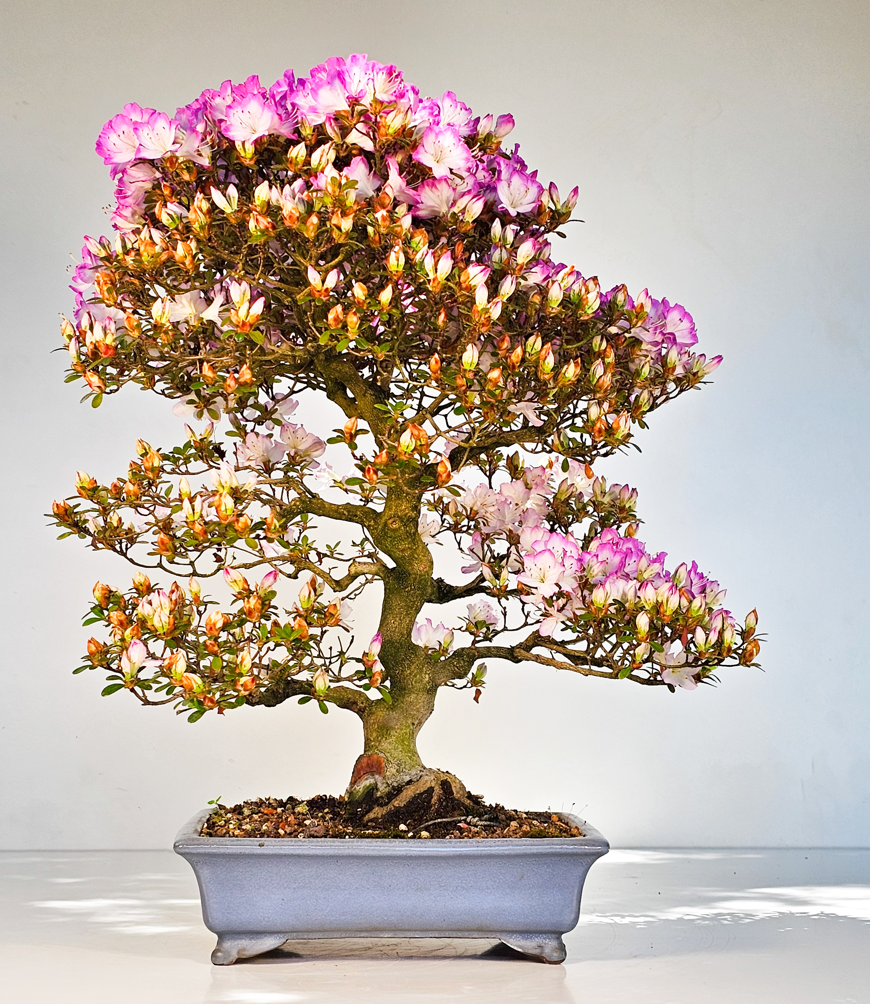 Bonsai Azalee Rhododendron indicum -Miyamamangetsu- 47cm