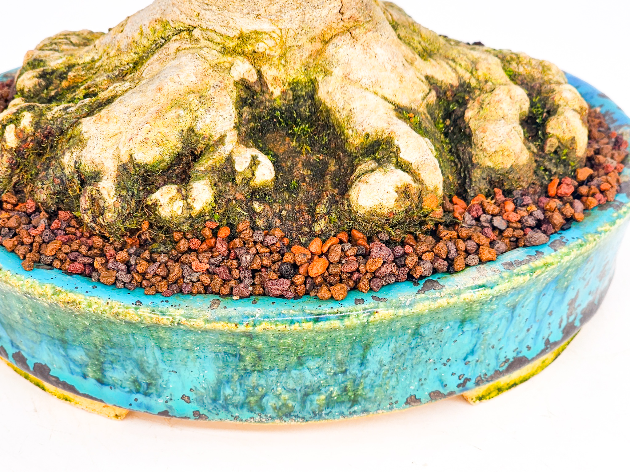 Bonsai Dreispitzahorn  - Acer buergerianum Shohin 19cm - Video!