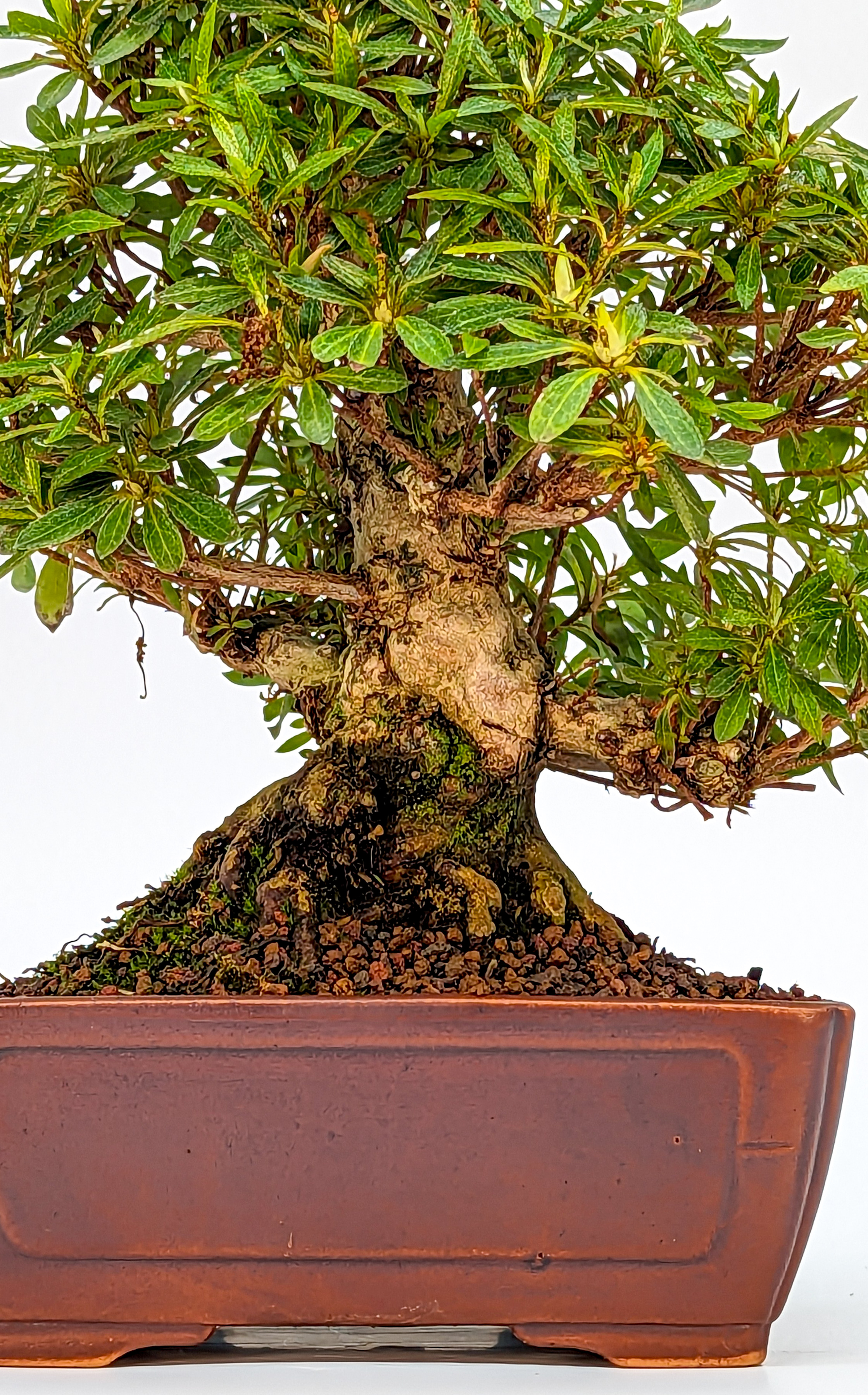 Bonsai Azalee Rhododendron indicum - Hakurini - Shohin 21cm