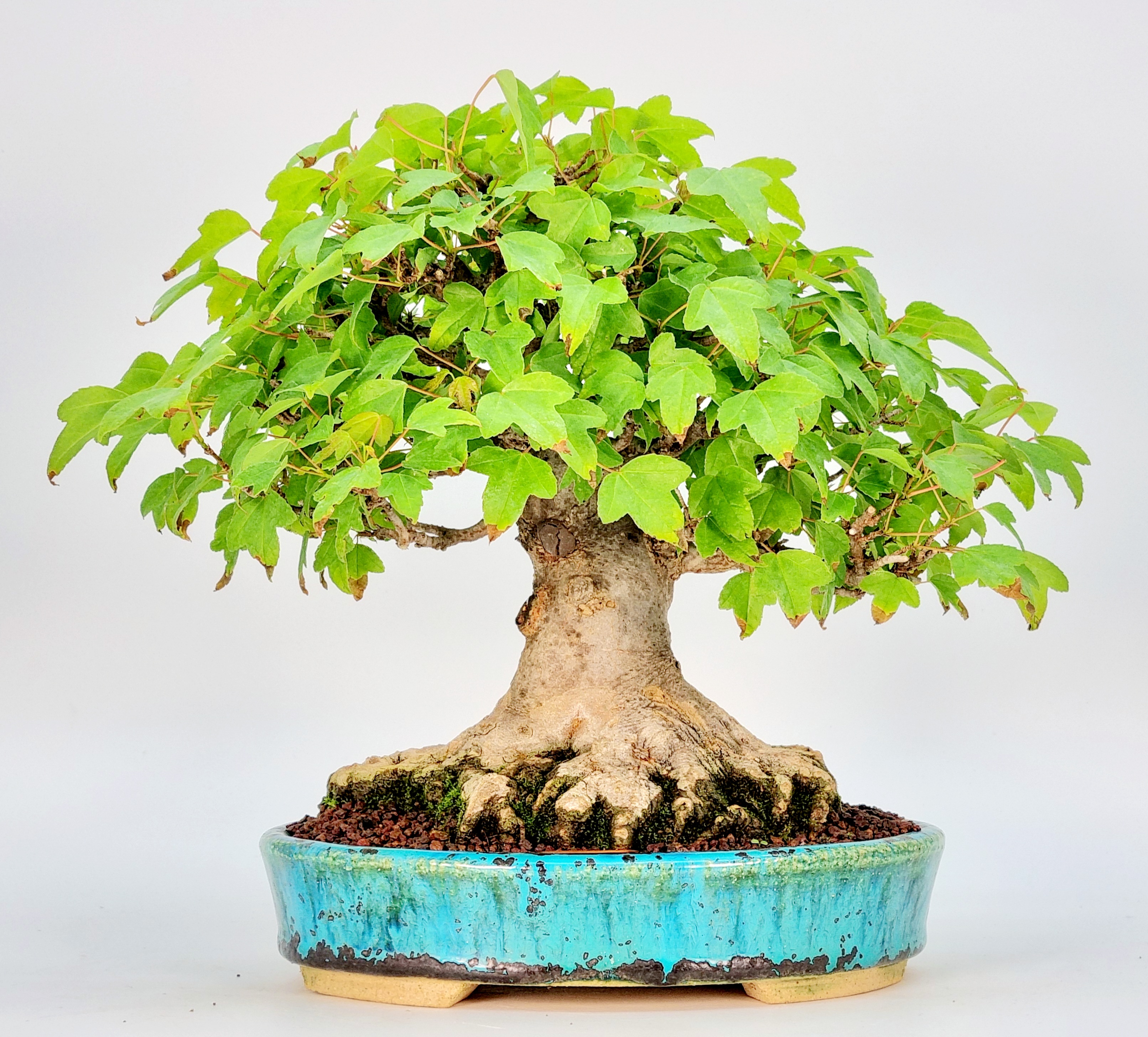 Bonsai Dreispitzahorn  - Acer buergerianum Shohin 19cm - Video!