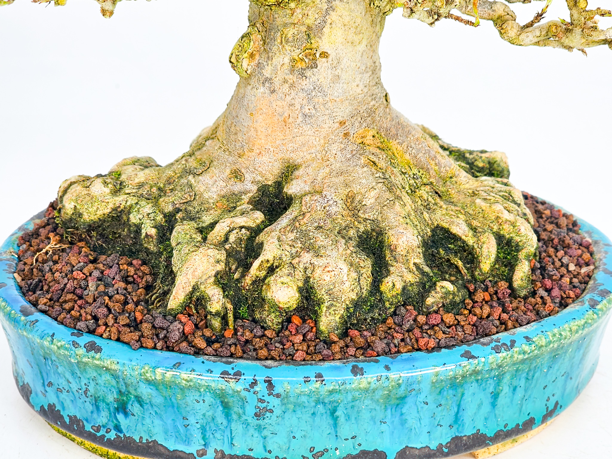 Bonsai Dreispitzahorn  - Acer buergerianum Shohin 19cm - Video!