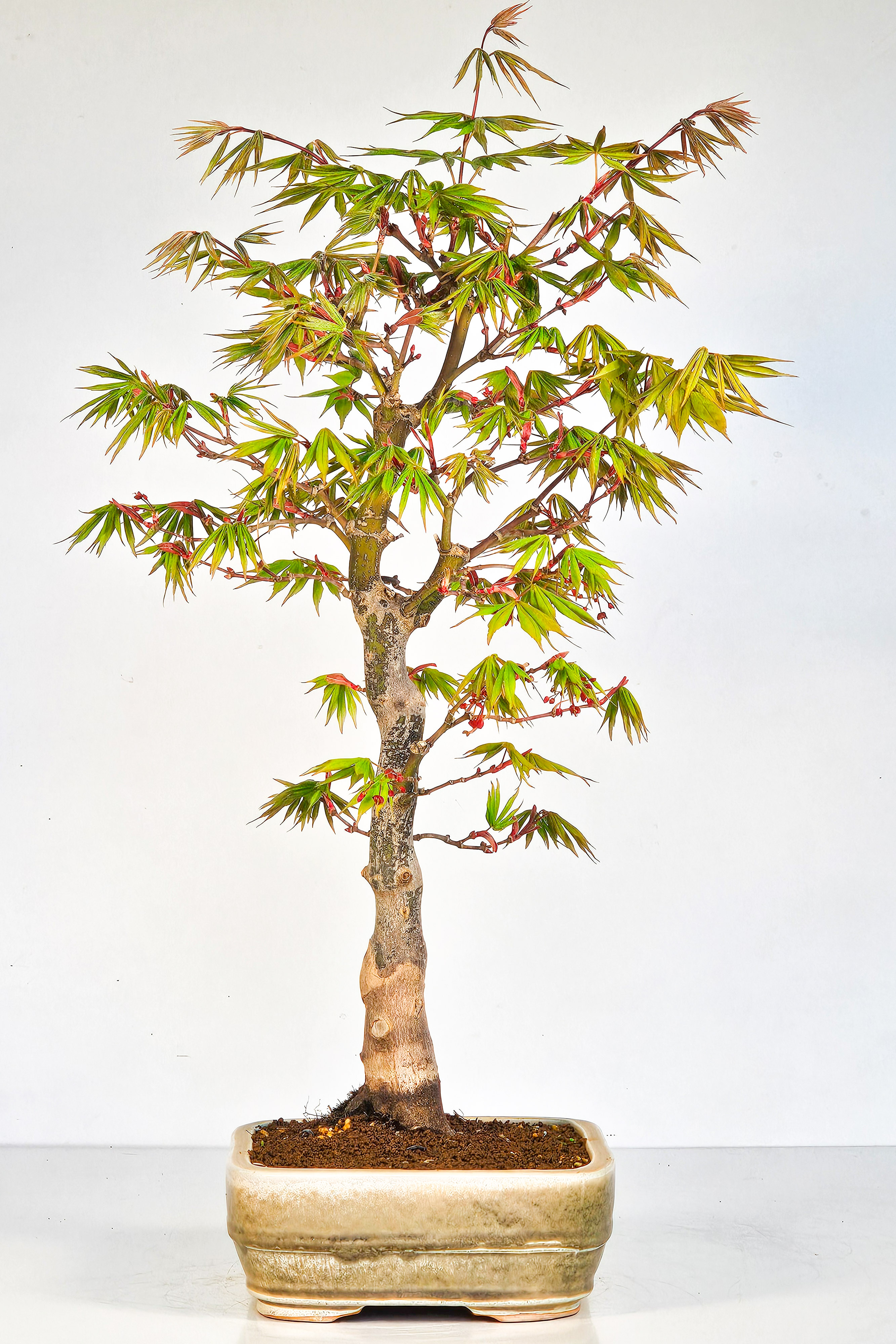 Bonsai Fächerahorn - Acer palmatum Osakazuki 48cm