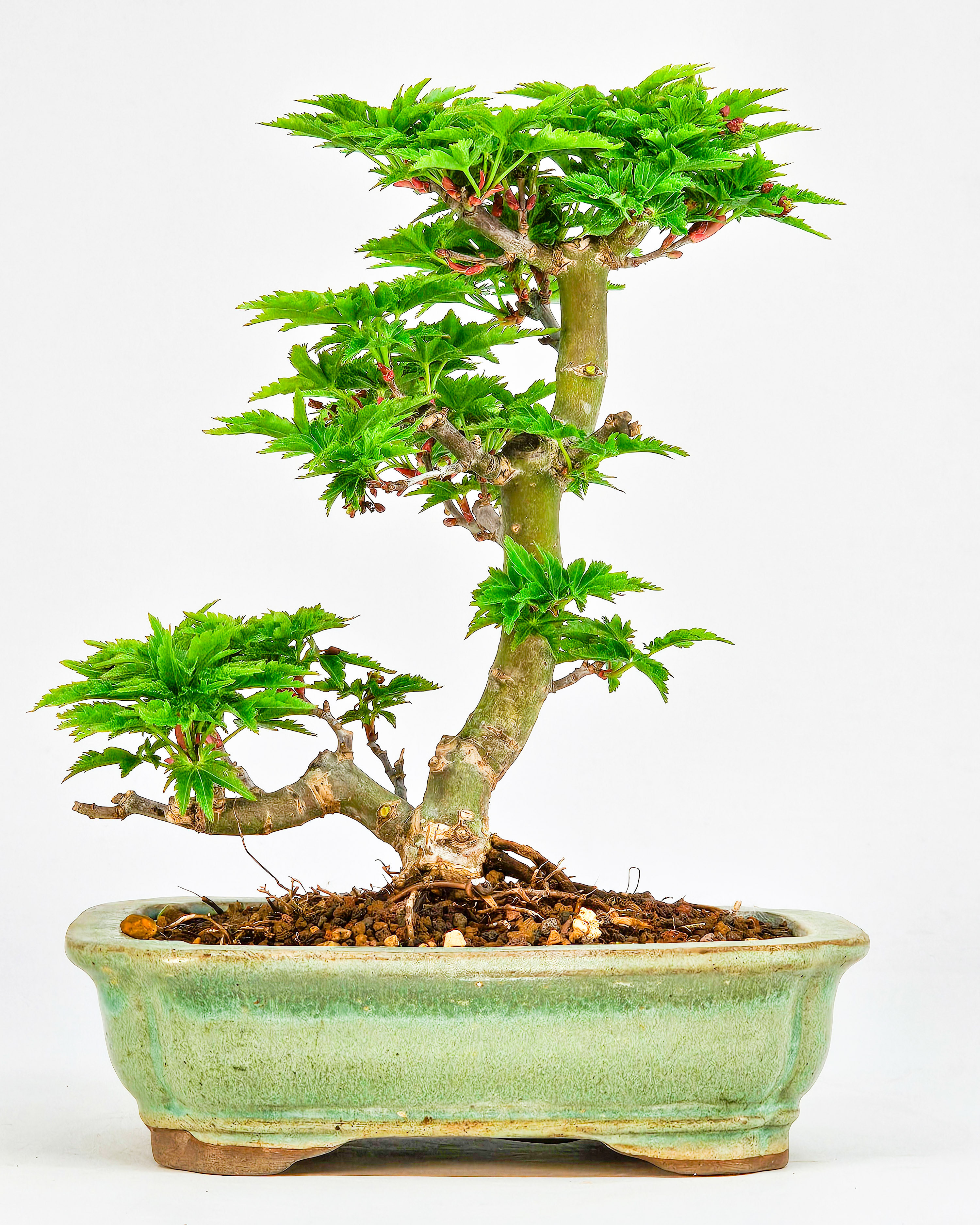 Bonsai Löwenkopfahorn- Acer palmatum Shishigashira Shohin 14cm