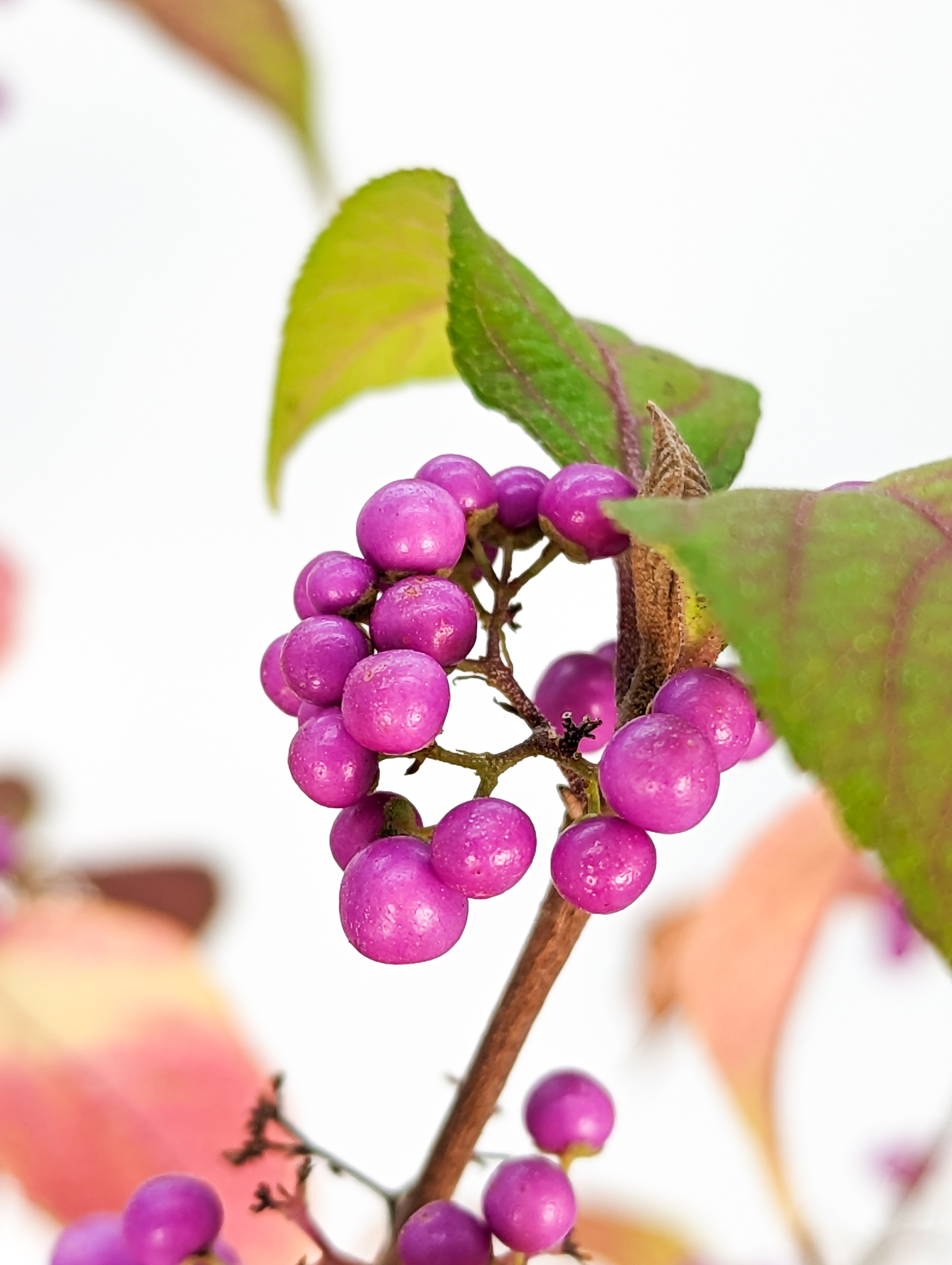 Bonsai Callicarpa japonica - Japanische Schönfrucht 18cm