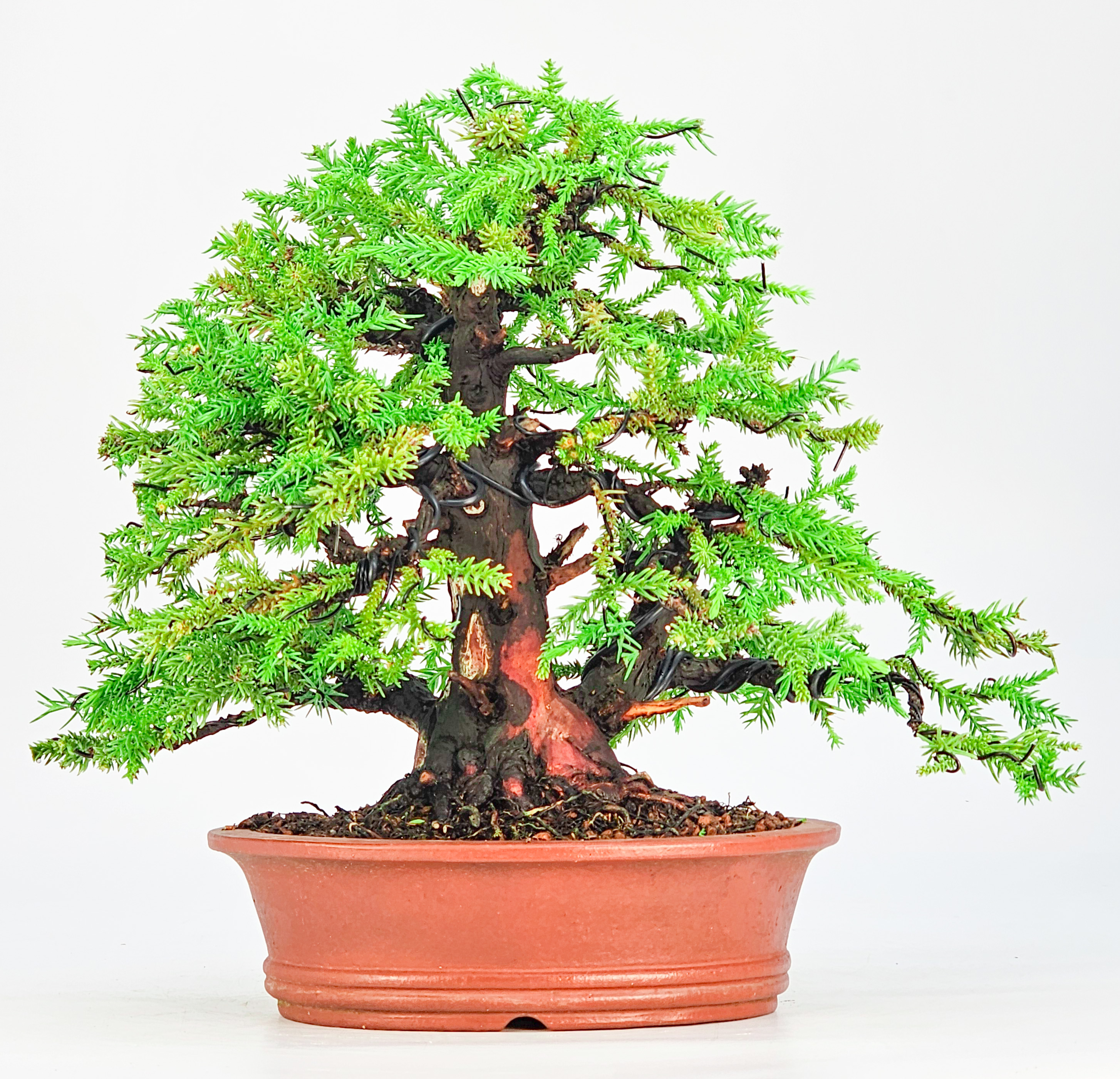Bonsai Sicheltanne Cryptomeria Japonica 21cm