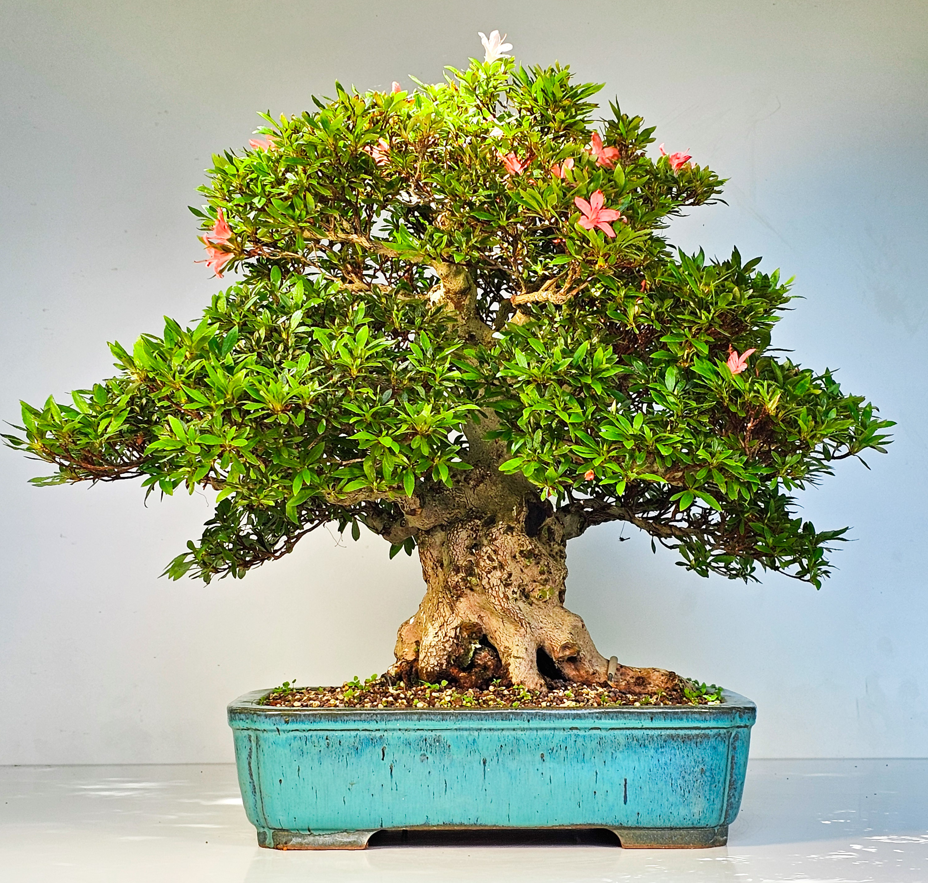 Bonsai Azalee Rhododendron indicum -Nissho no Hakari- 48cm
