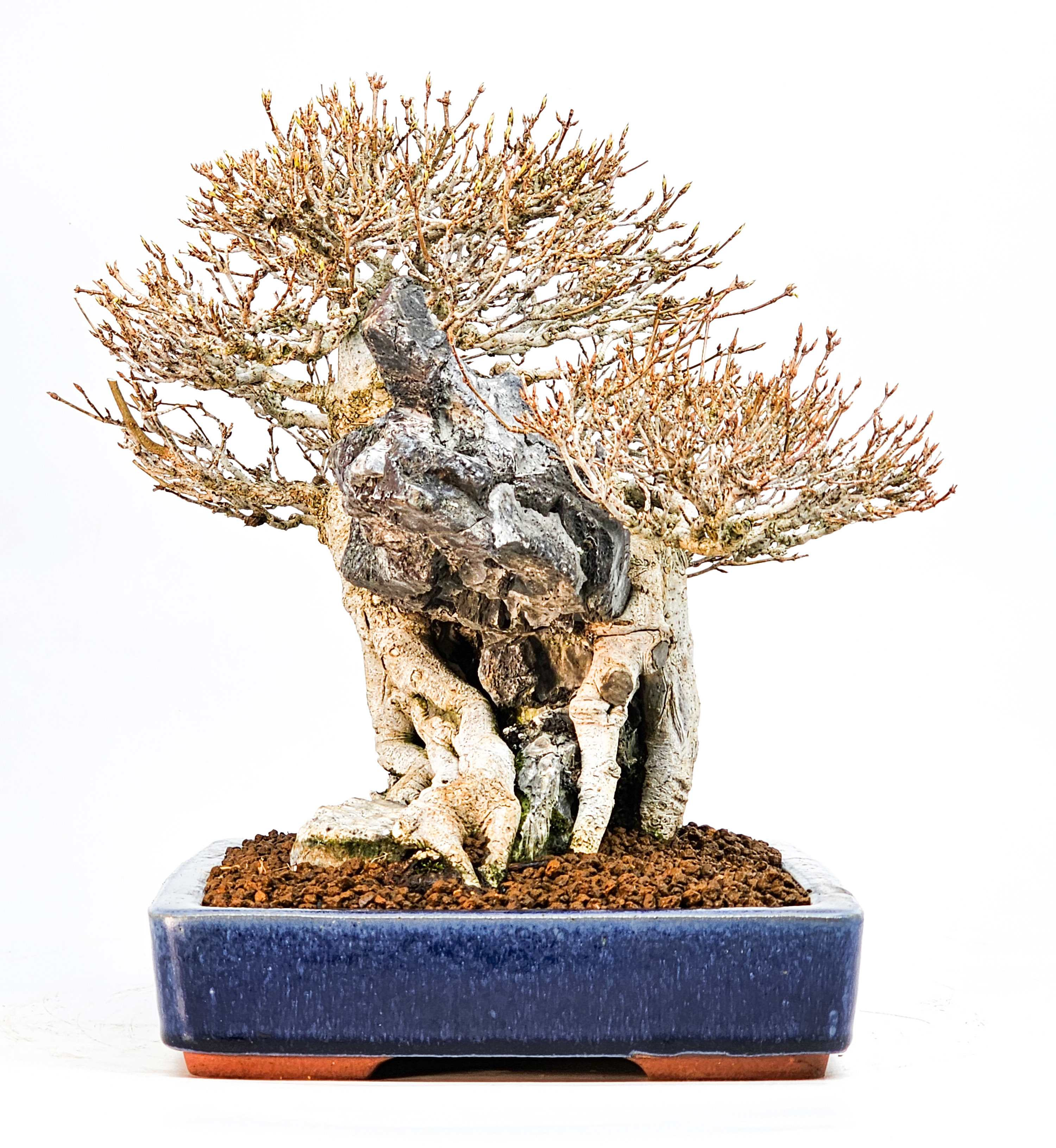 Bonsai Dreispitzahorn - Acer buergerianum Ishizuki 25cm Video!!