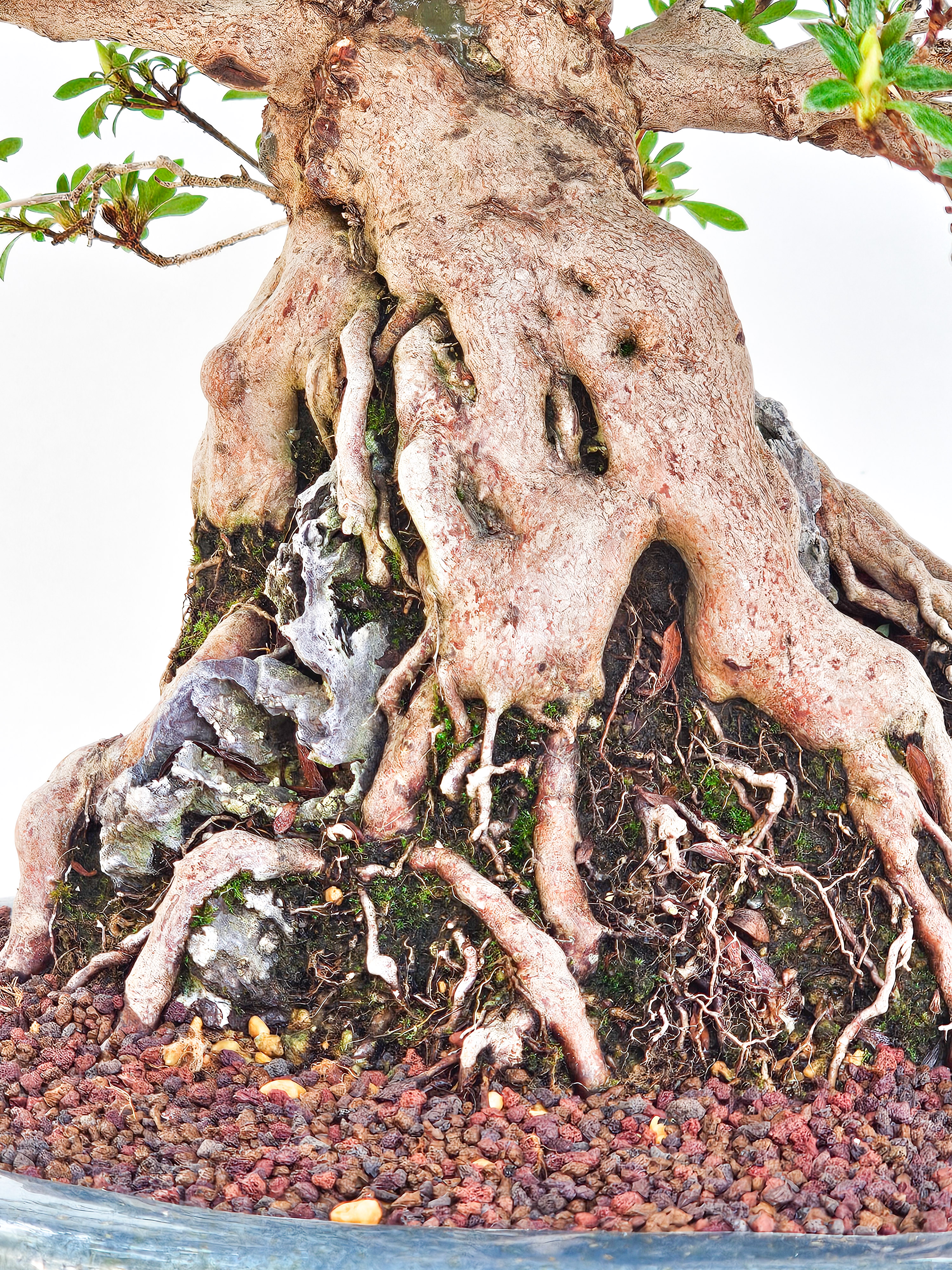 Bonsai Azalee Rhododendron indicum Ishizuki - Kozan - 39cm Video!!