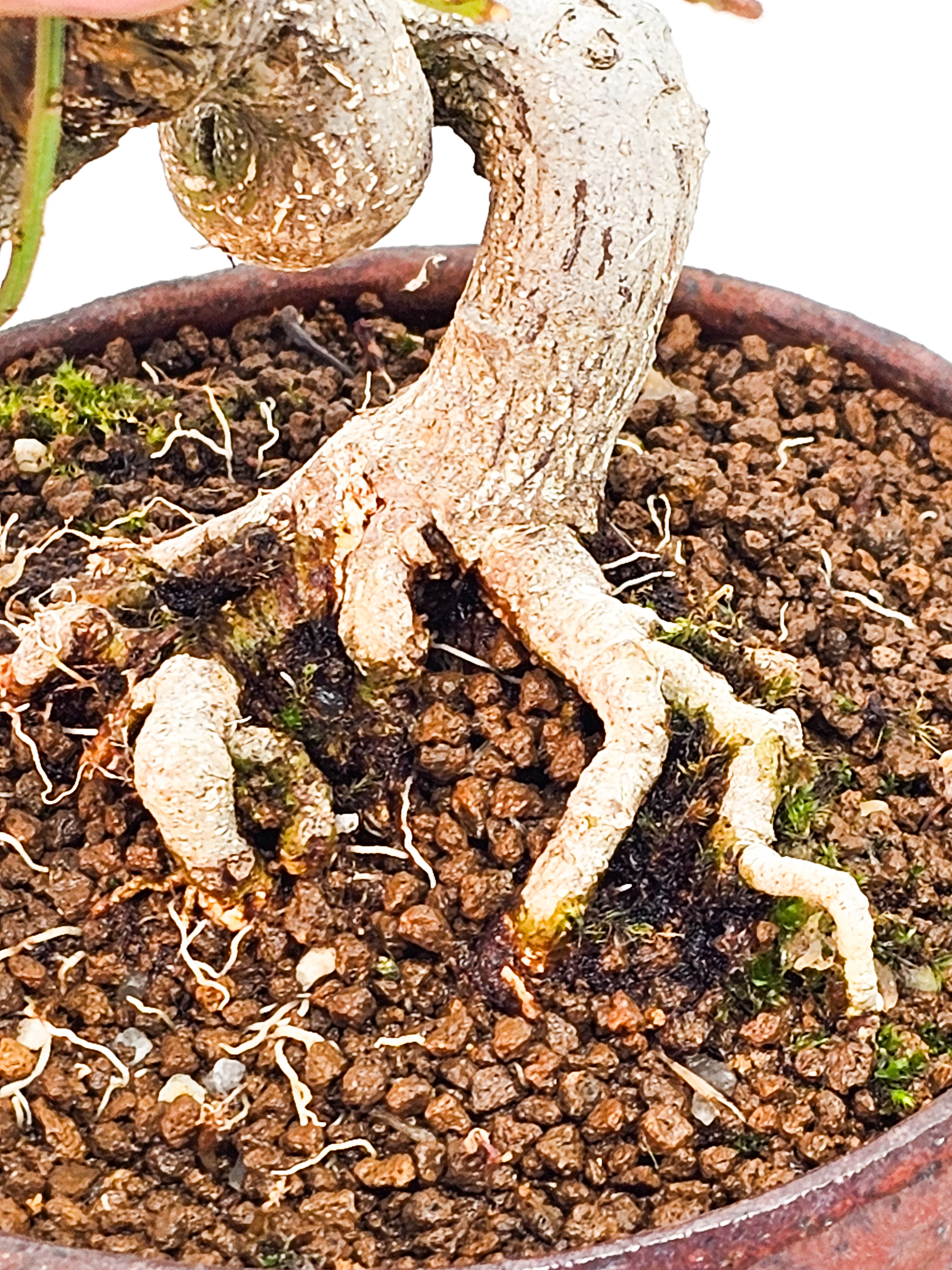 Bonsai Pfaffenhütchen - Euonymus Shohin 12cm